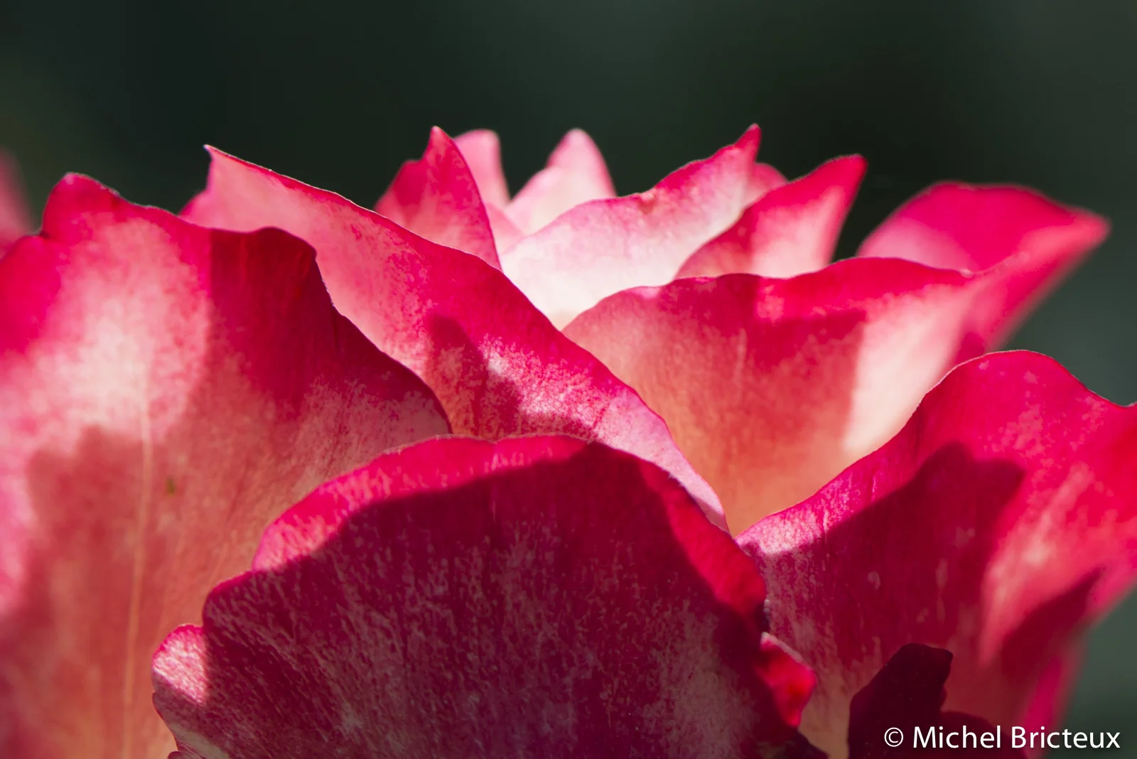Roses 5935lowres.jpg