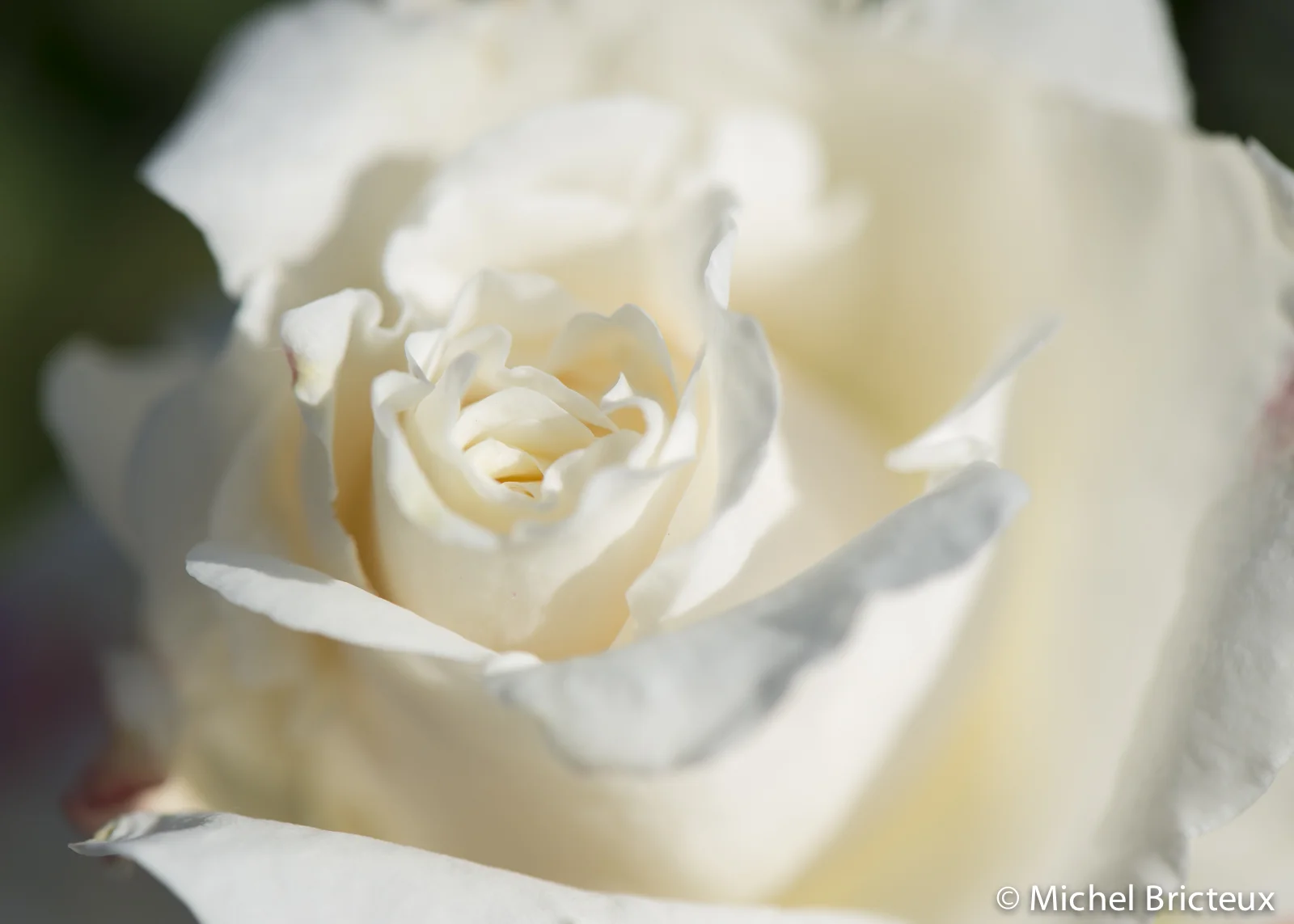 Roses 5941lowres.jpg
