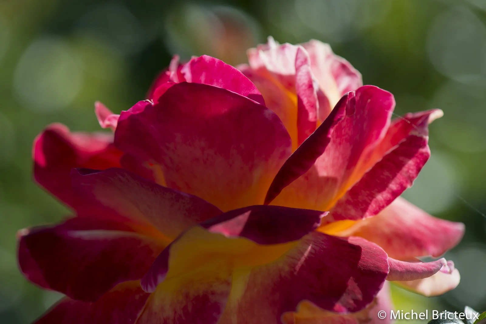 Roses 5947lowres.jpg