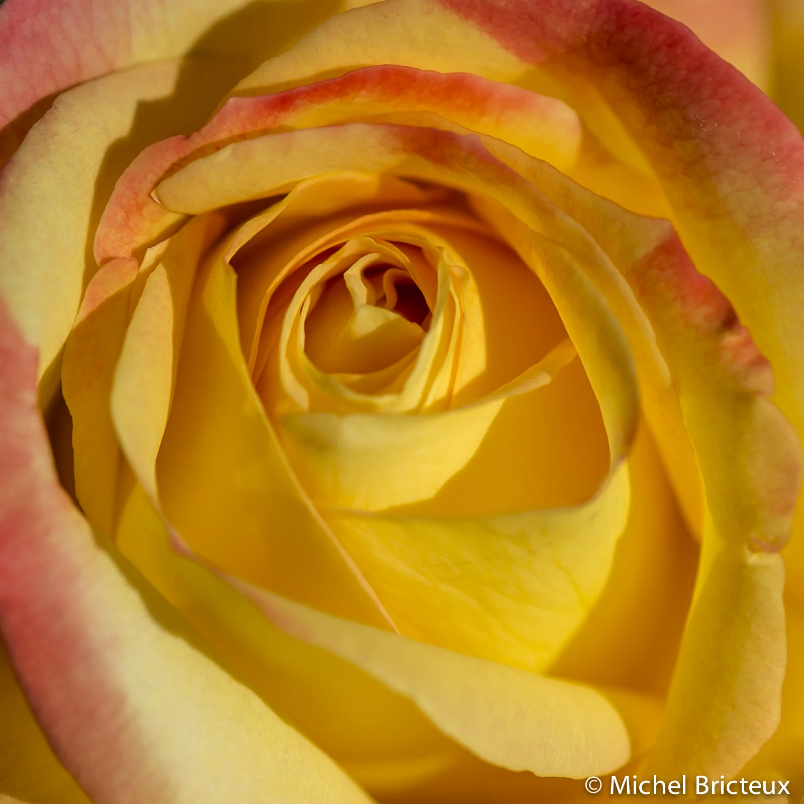Roses 5944lowres.jpg