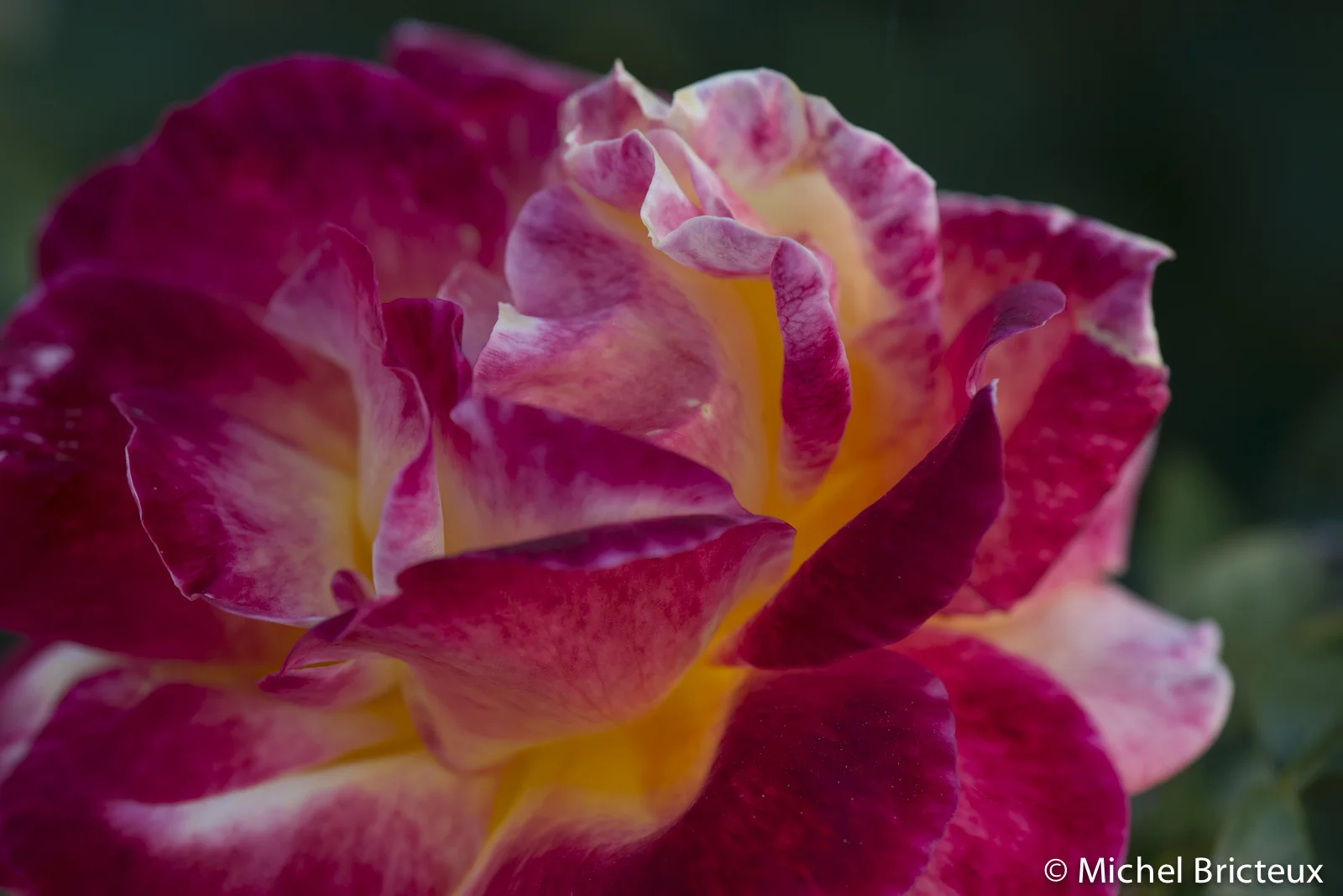 Roses 5963lowres.jpg
