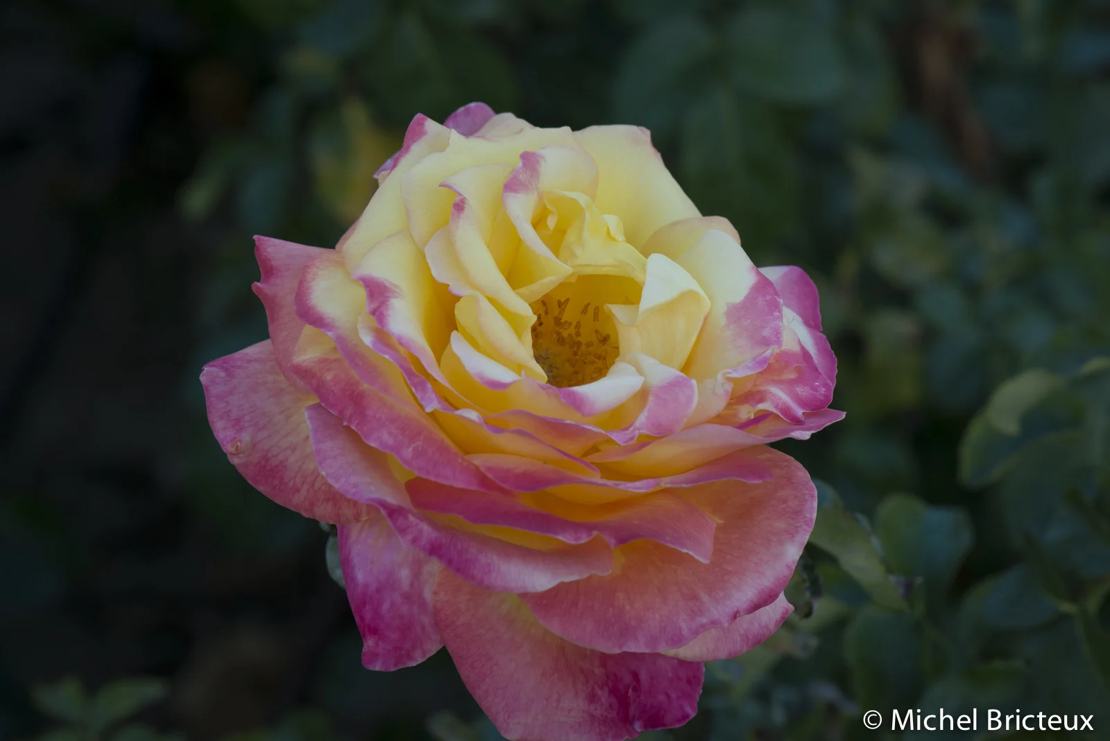 Roses 5966lowres.jpg