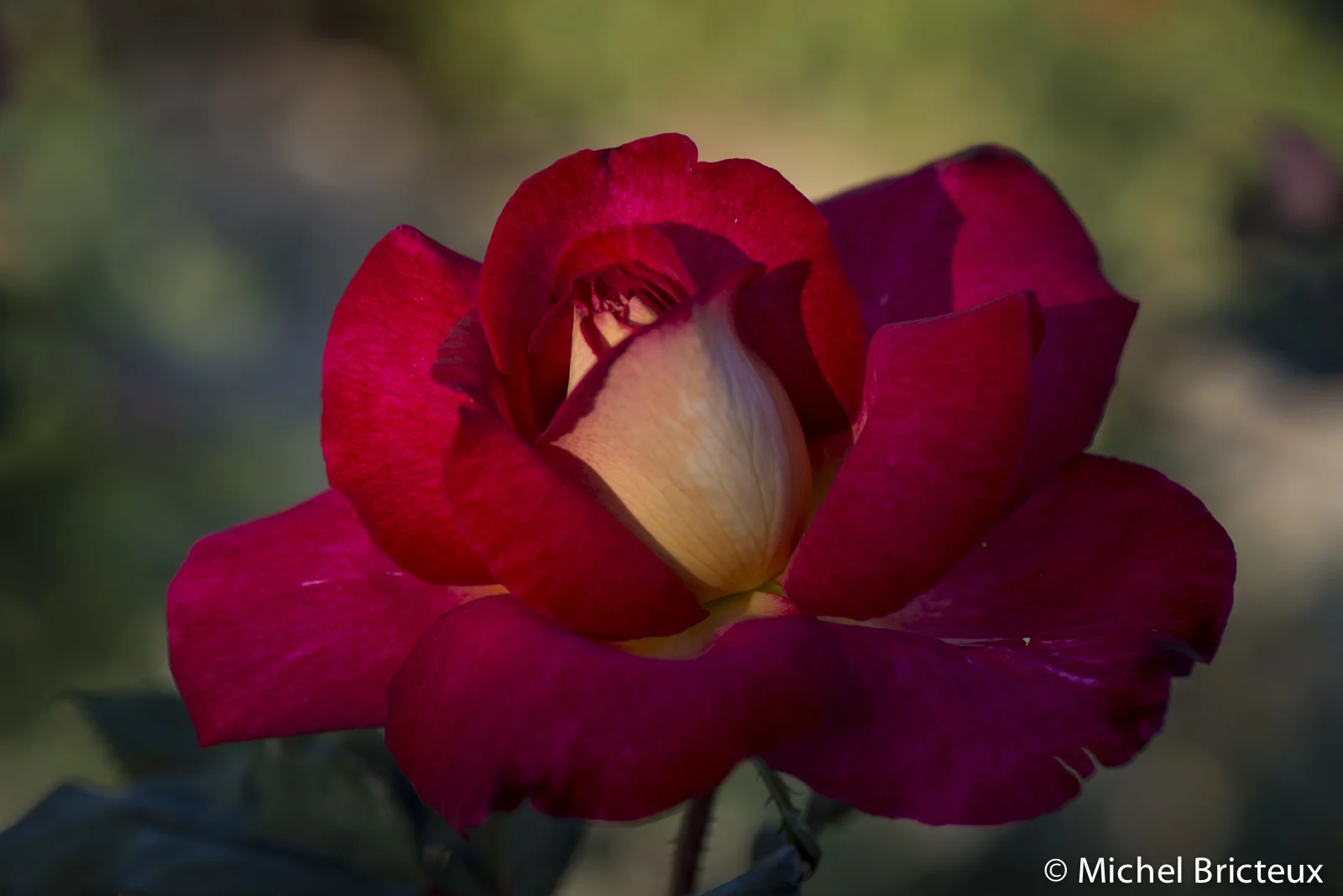 Roses 5990lowres.jpg