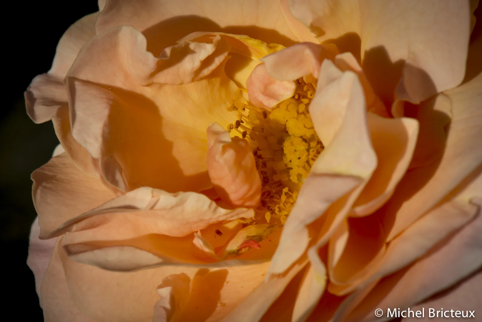 Roses 6002lowres.jpg