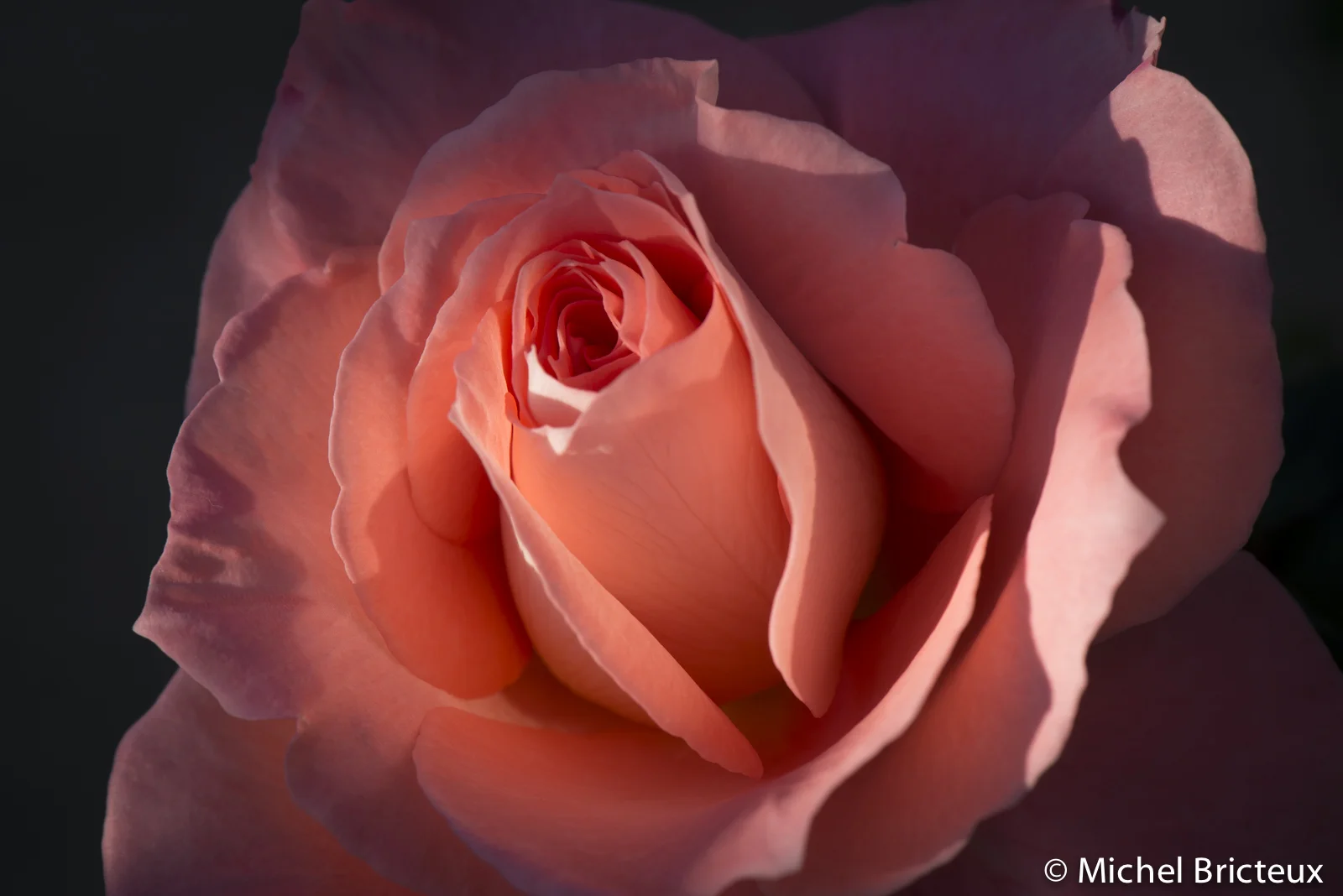 Roses 6007lowres.jpg