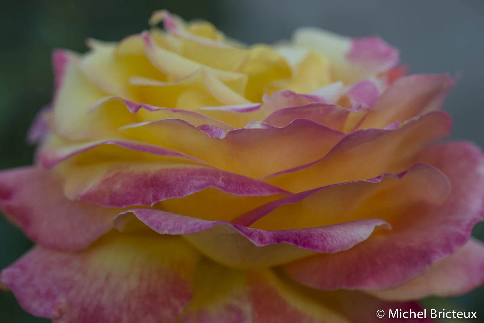 Roses 6023lowres.jpg