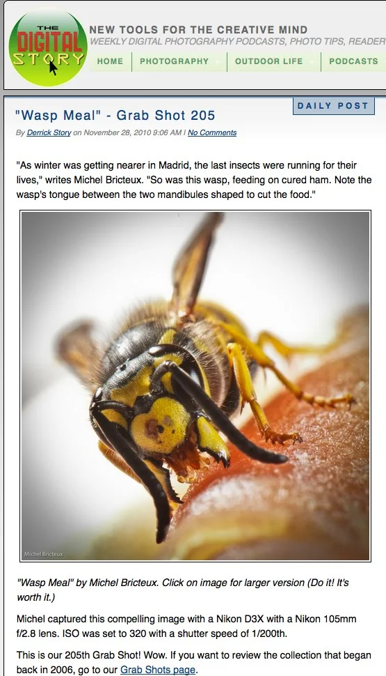The digital Story - Wasp Meal.jpg