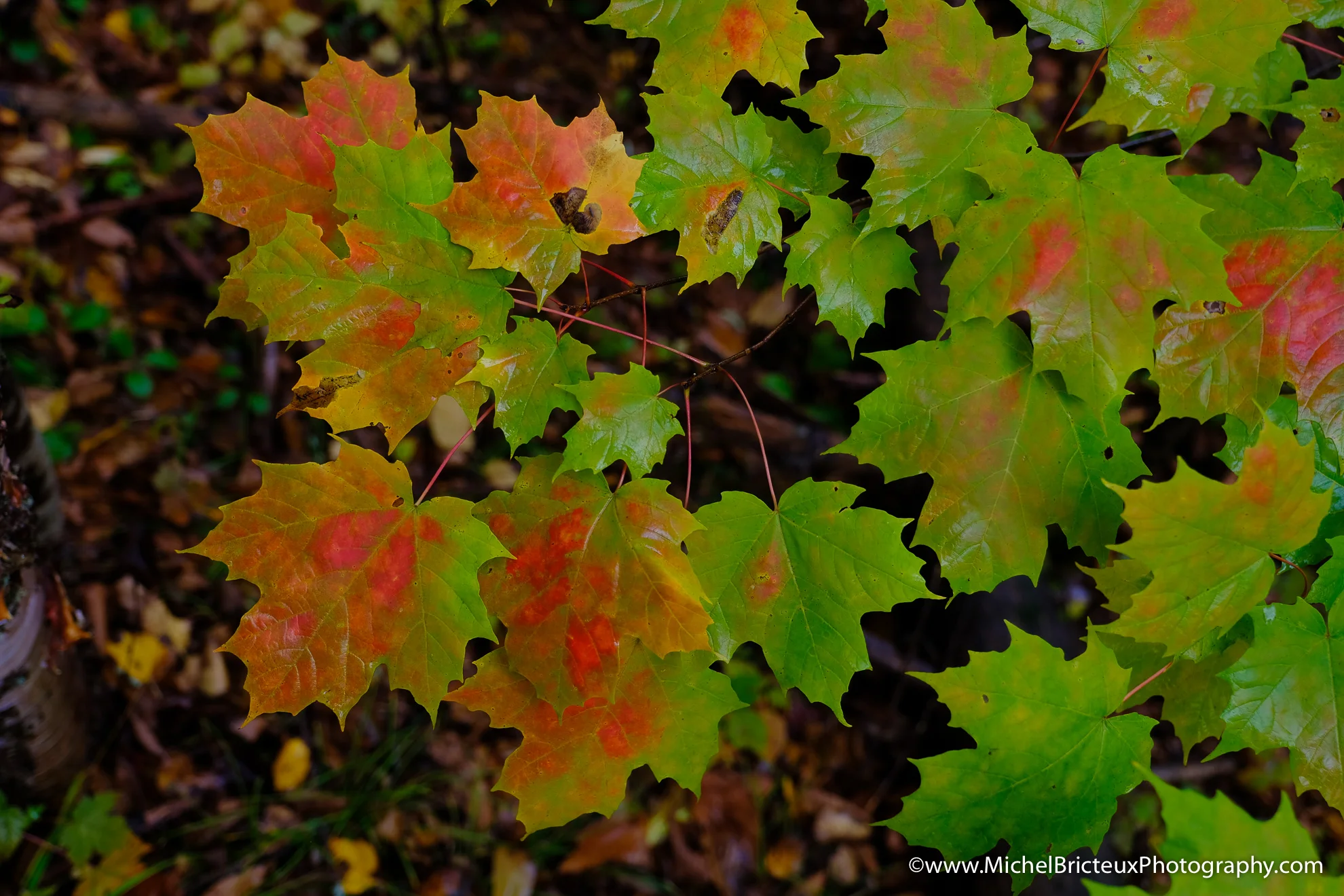 CA-Parc National de la Mauricie 2017 7714 Lowres.jpg