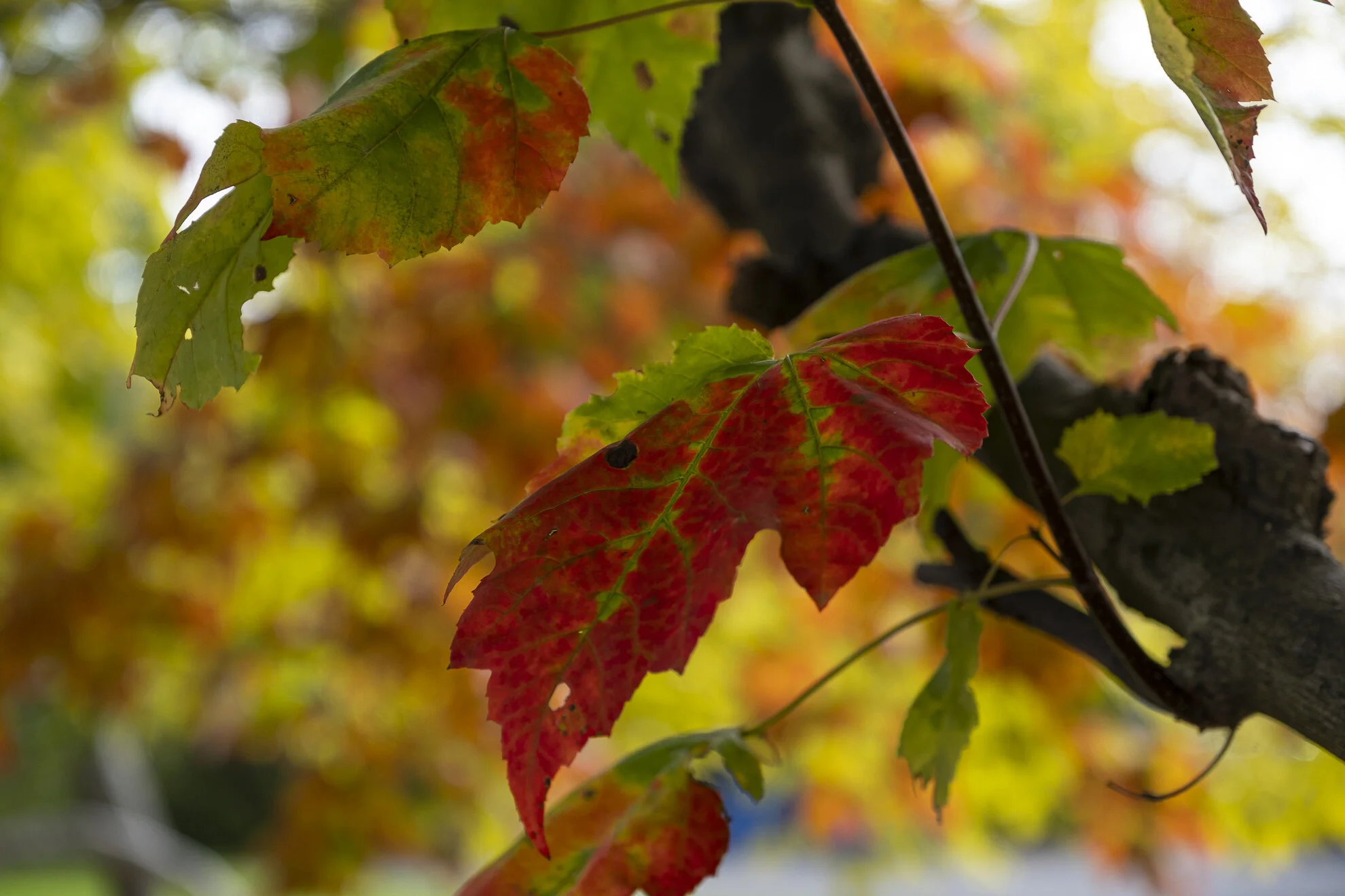 CA-QC - Cantons de l Est - Les couleurs 2019 4771web.jpg