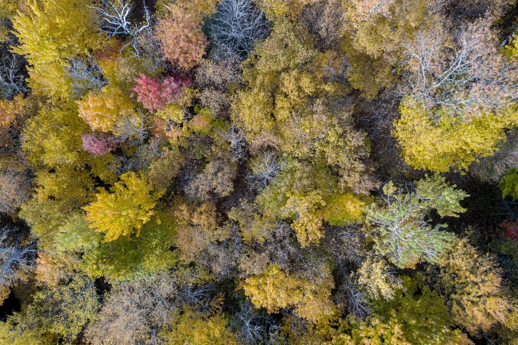 CA-QC - Cantons de l Est - Les couleurs 2019 0698web.jpg