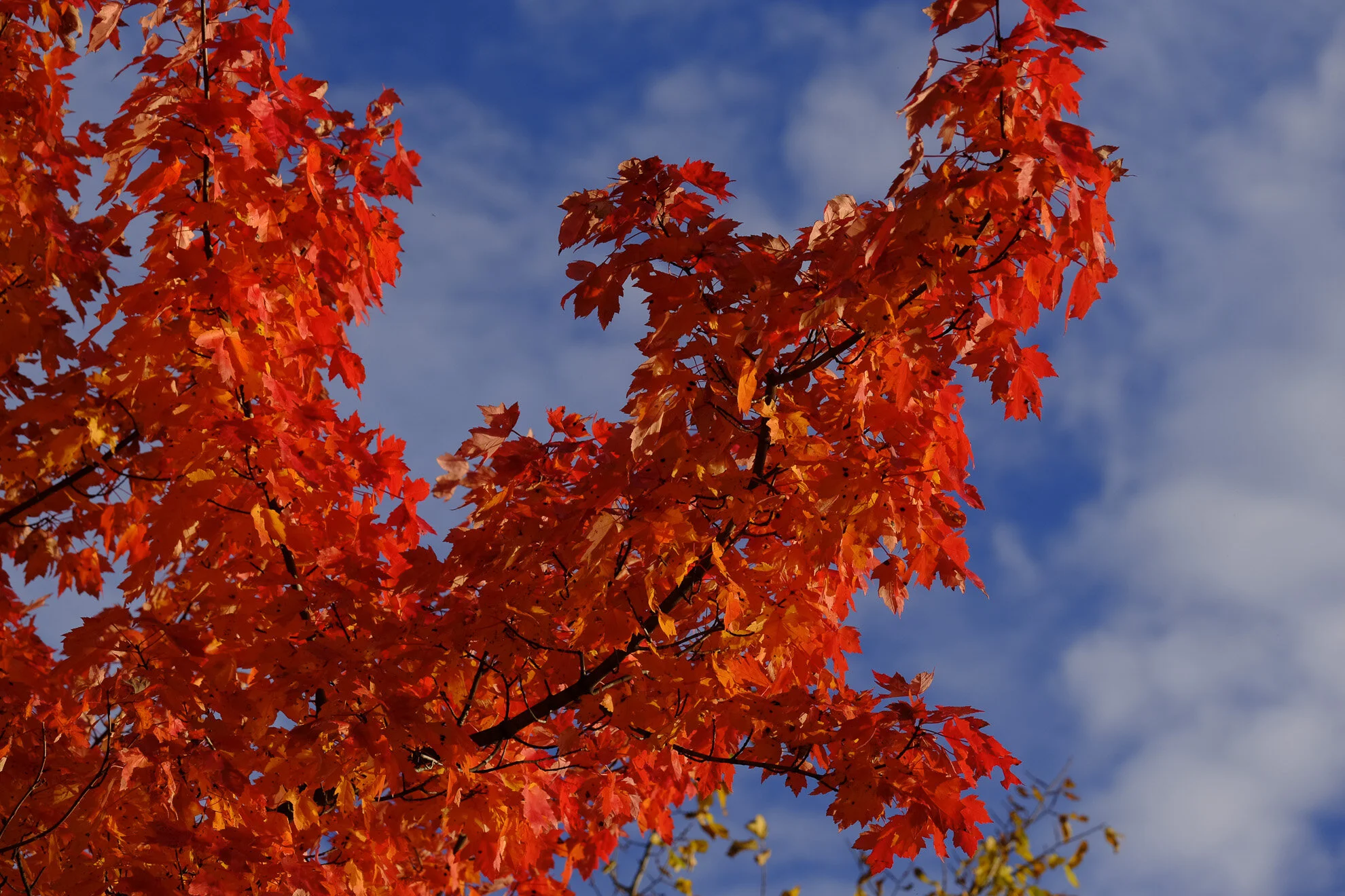 CA-QC - Cantons de l Est - Les couleurs 2019 4897web.jpg