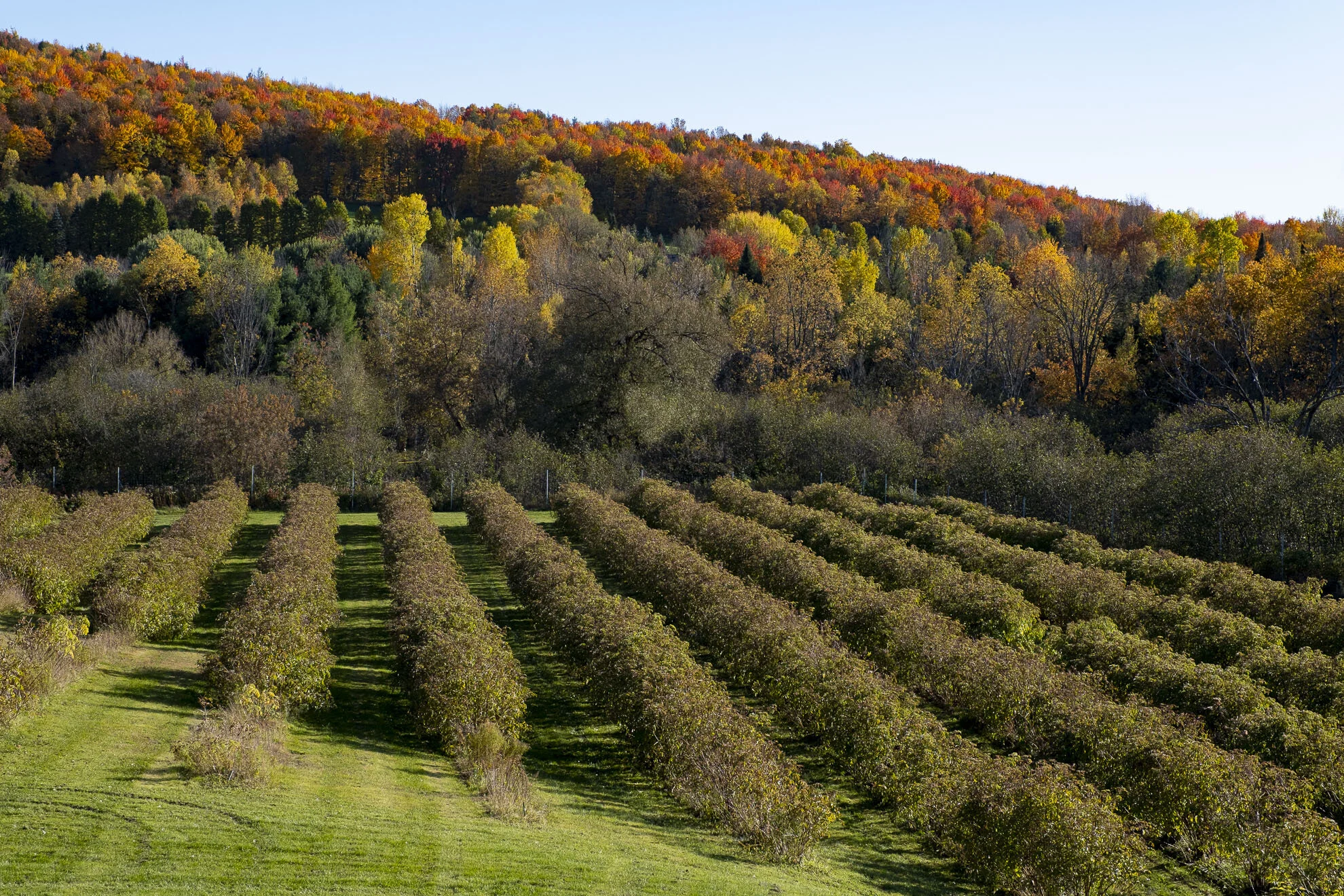 CA-QC - Cantons de l Est - Les couleurs 2019 4961web.jpg