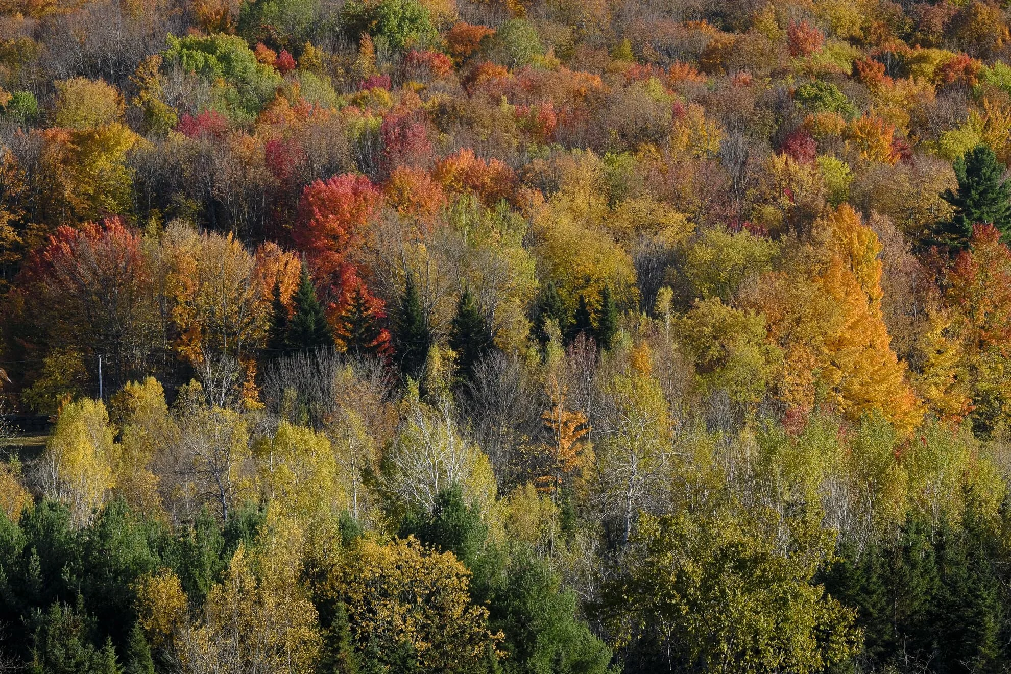 CA-QC - Cantons de l Est - Les couleurs 2019 4974web.jpg