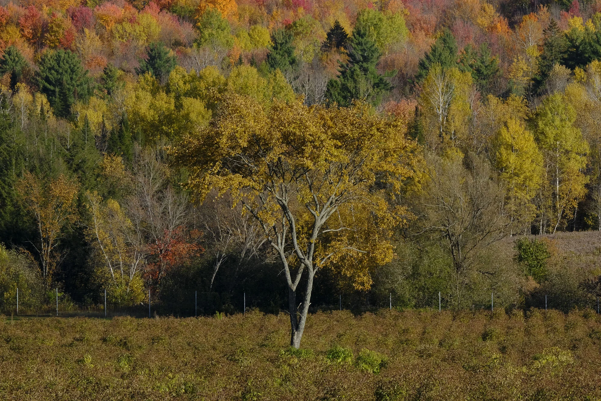 CA-QC - Cantons de l Est - Les couleurs 2019 4978web.jpg