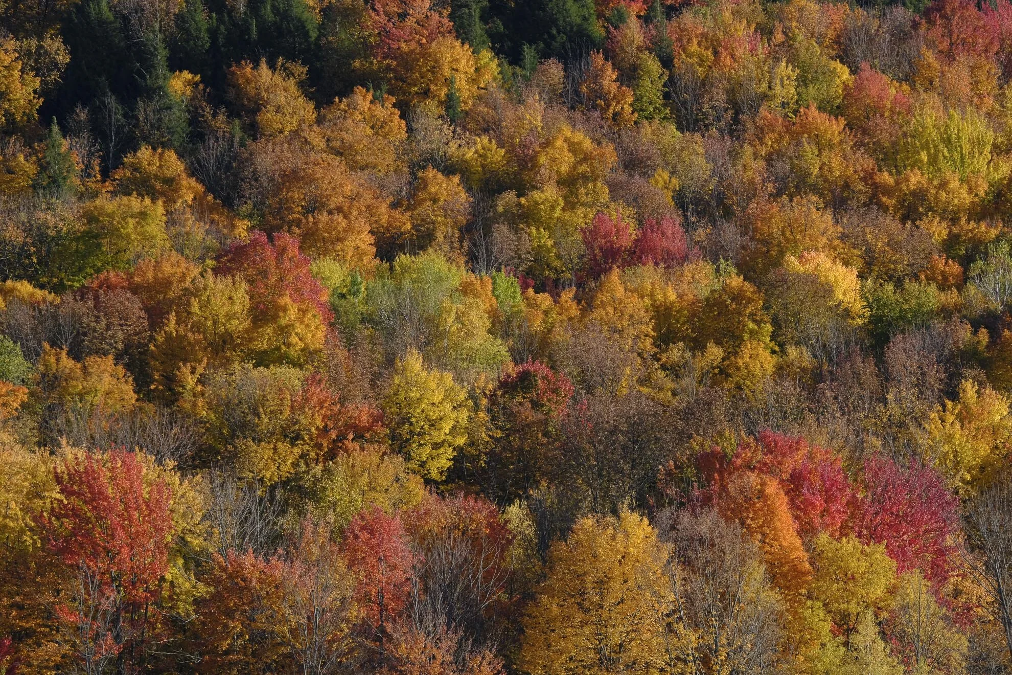 CA-QC - Cantons de l Est - Les couleurs 2019 4984web.jpg