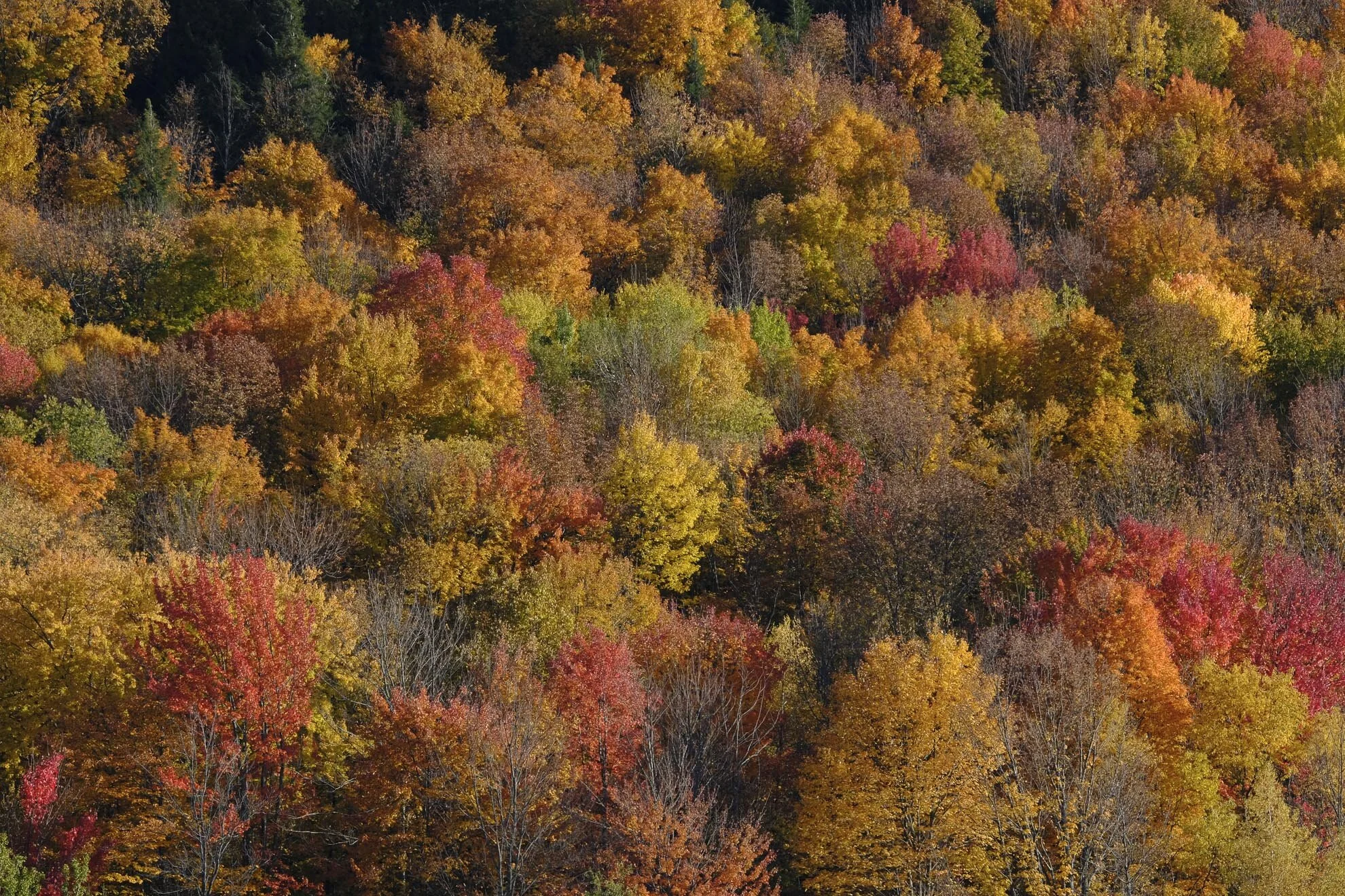 CA-QC - Cantons de l Est - Les couleurs 2019 4986web.jpg
