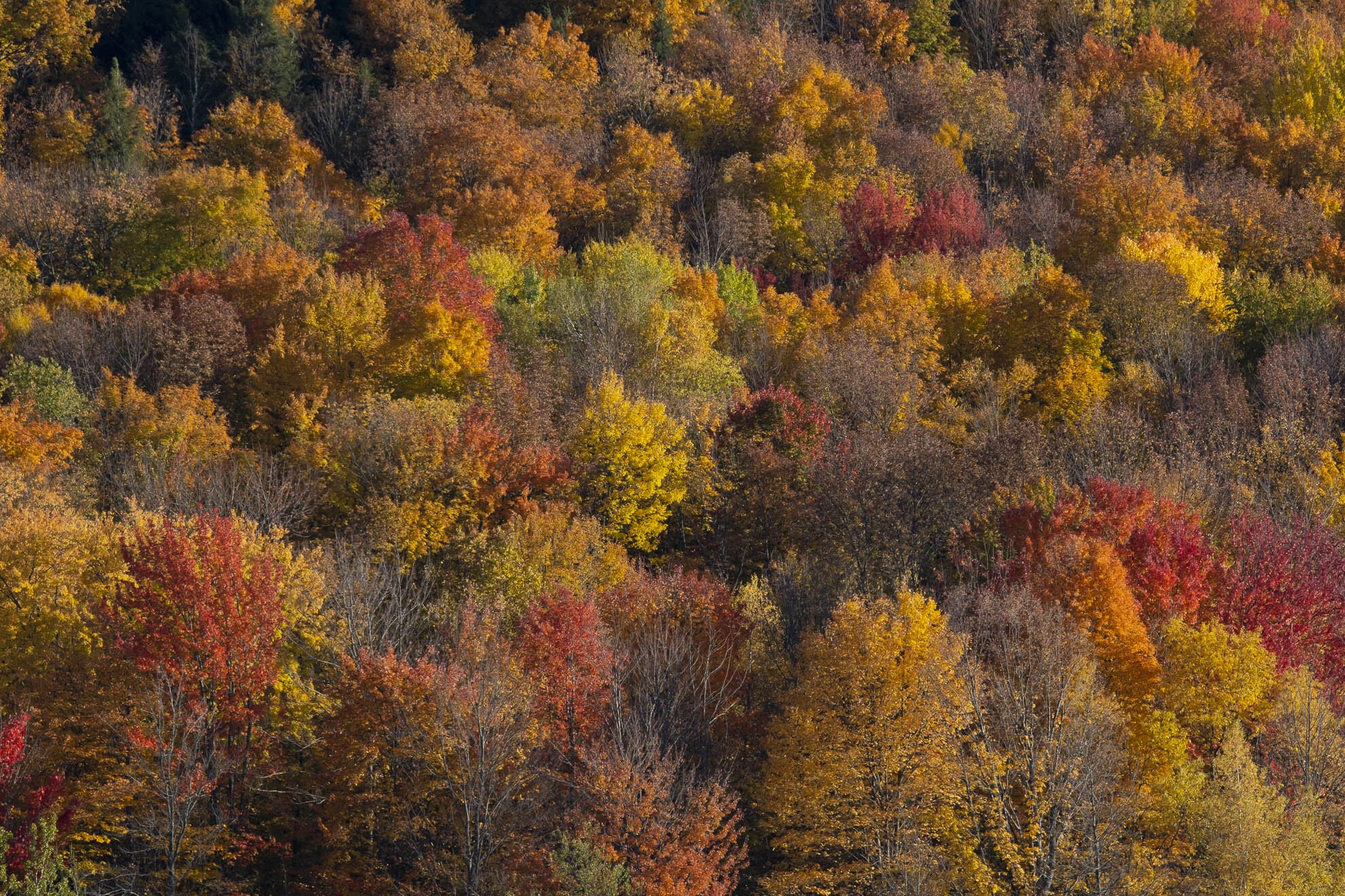 CA-QC - Cantons de l Est - Les couleurs 2019 4987web.jpg