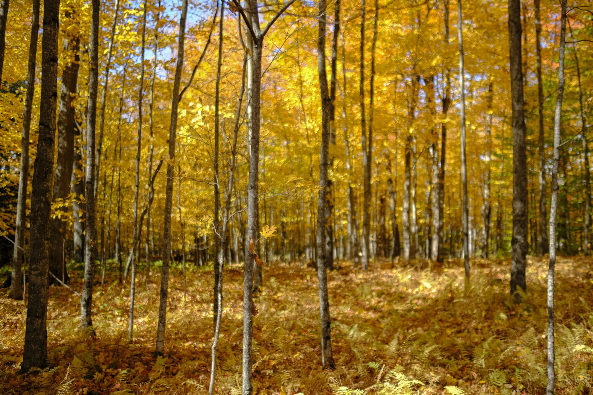 CA-QC - Cantons de l Est - Les couleurs 2019 5113web.jpg