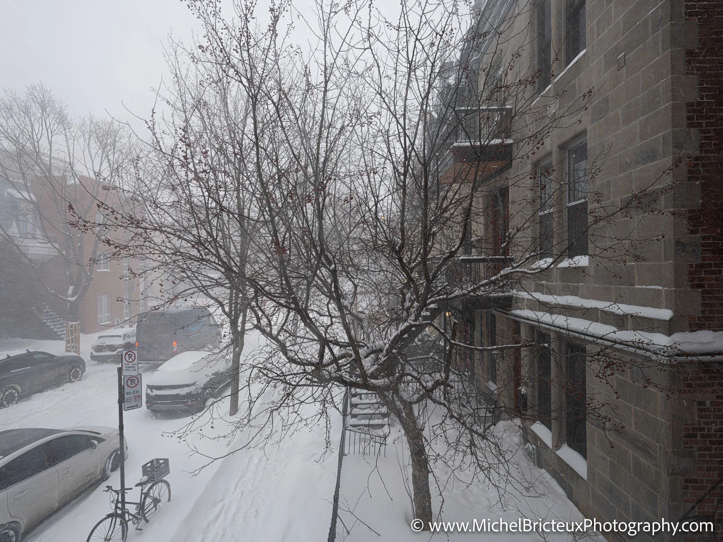 CA-MTL - Hiver a Montreal 6961.jpg