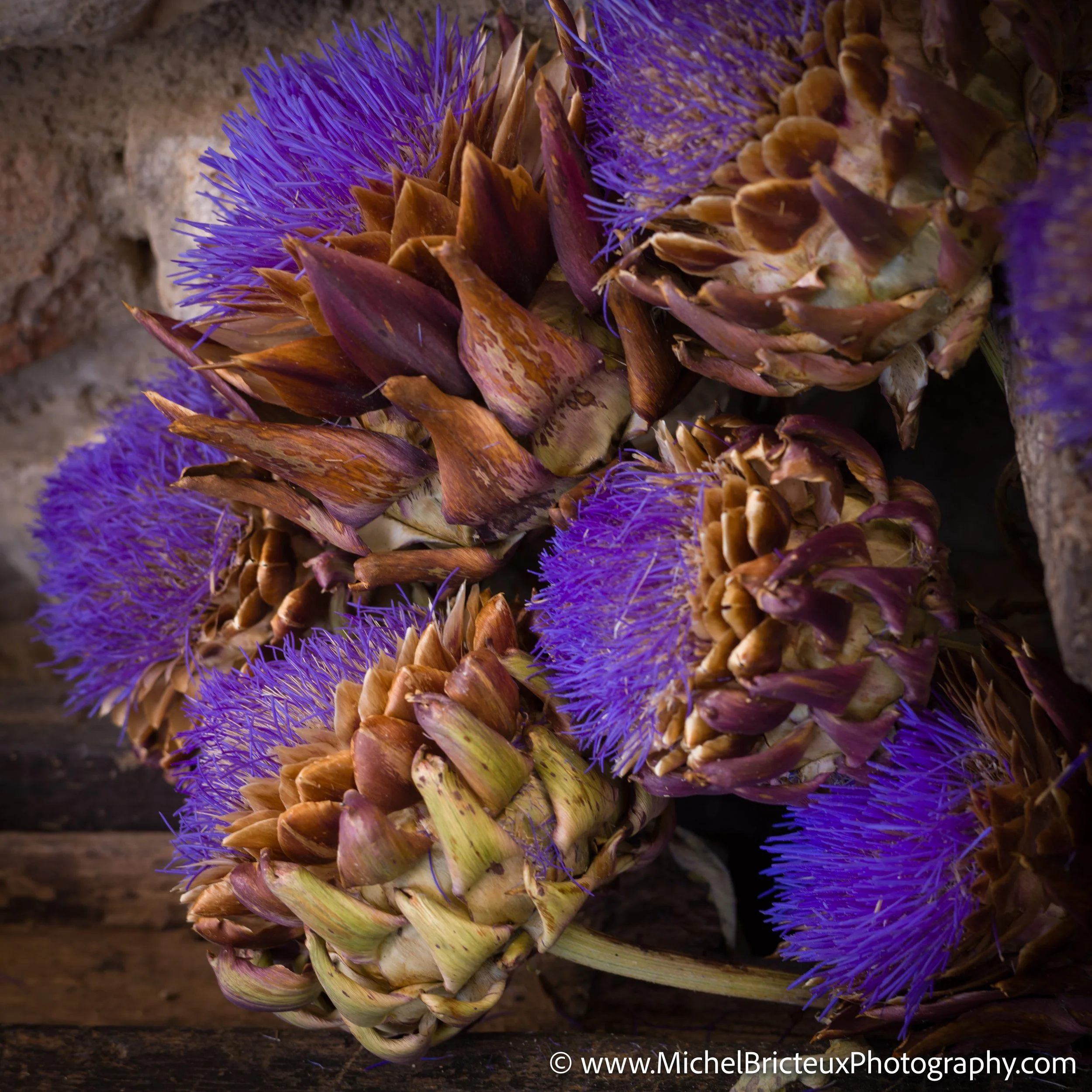 IT-Italia 2025 - Radicondoli - fleurs artichaud 1009028 LowRes.jpg