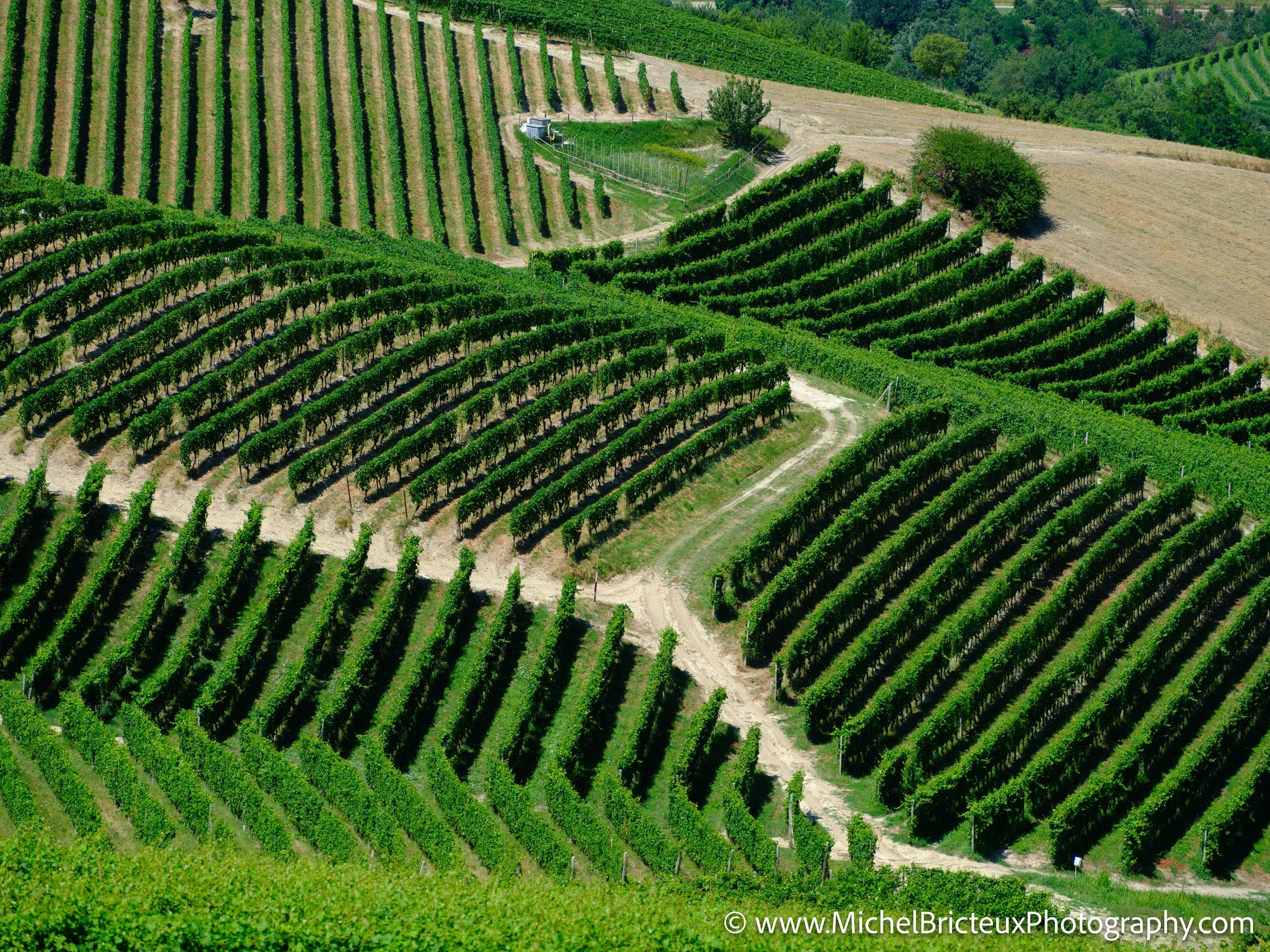 IT-Italia 2025 - Serralunga d Alba and wine country 0559 LowRes.jpg