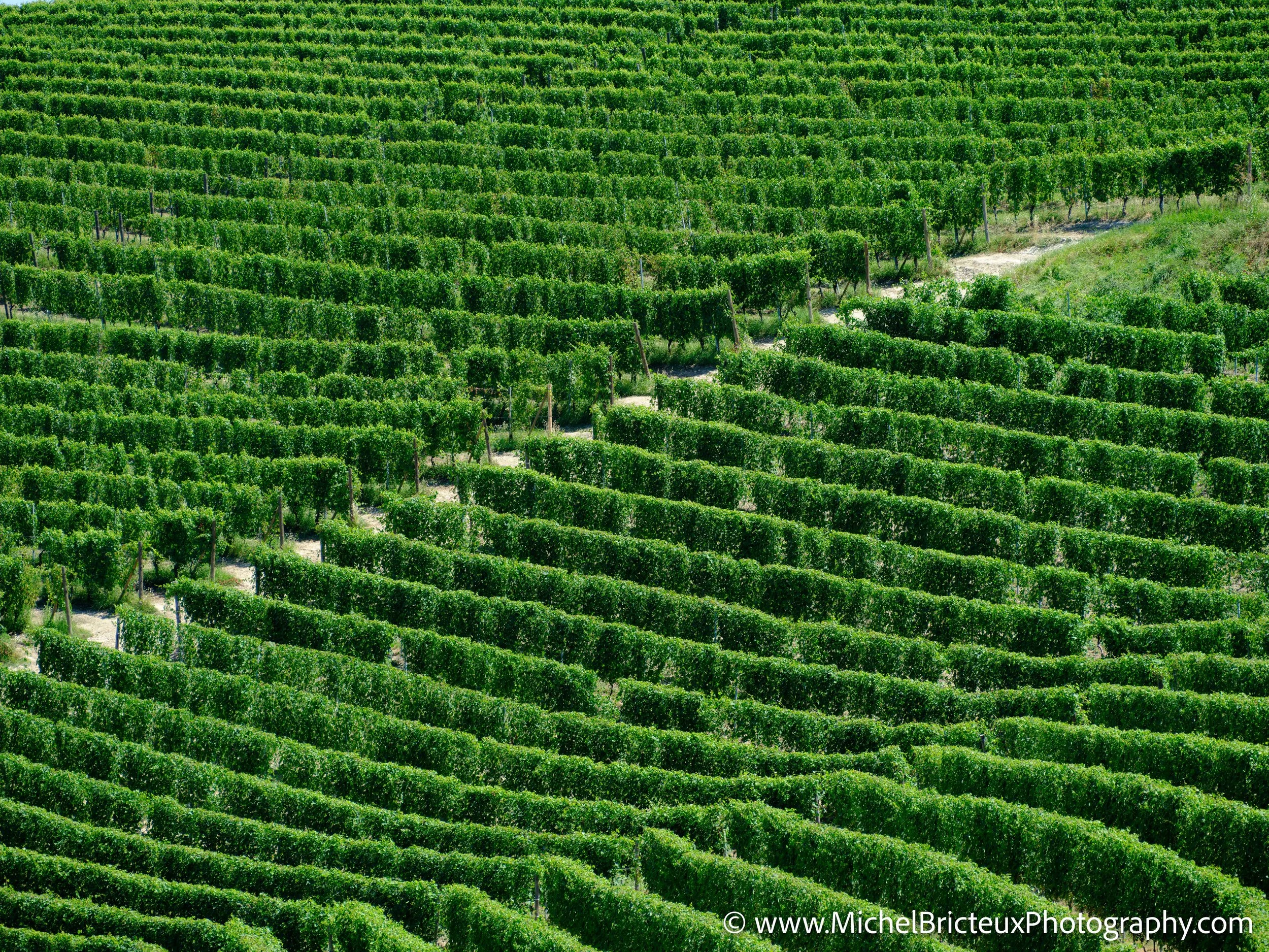 IT-Italia 2025 - Serralunga d Alba and wine country 0574 LowRes.jpg