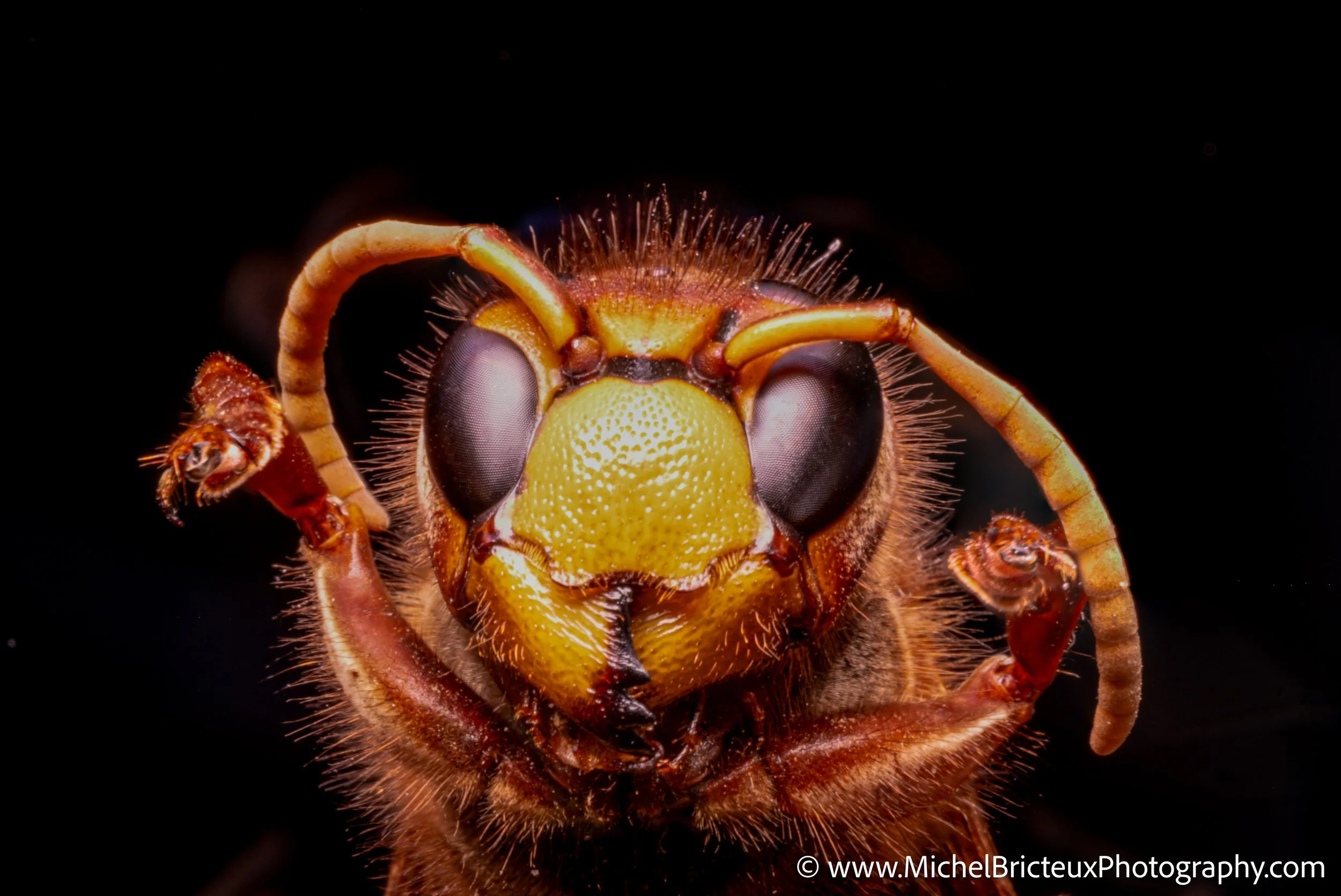 Insectes - guepe 7410-Edit stacked LowRes.jpg