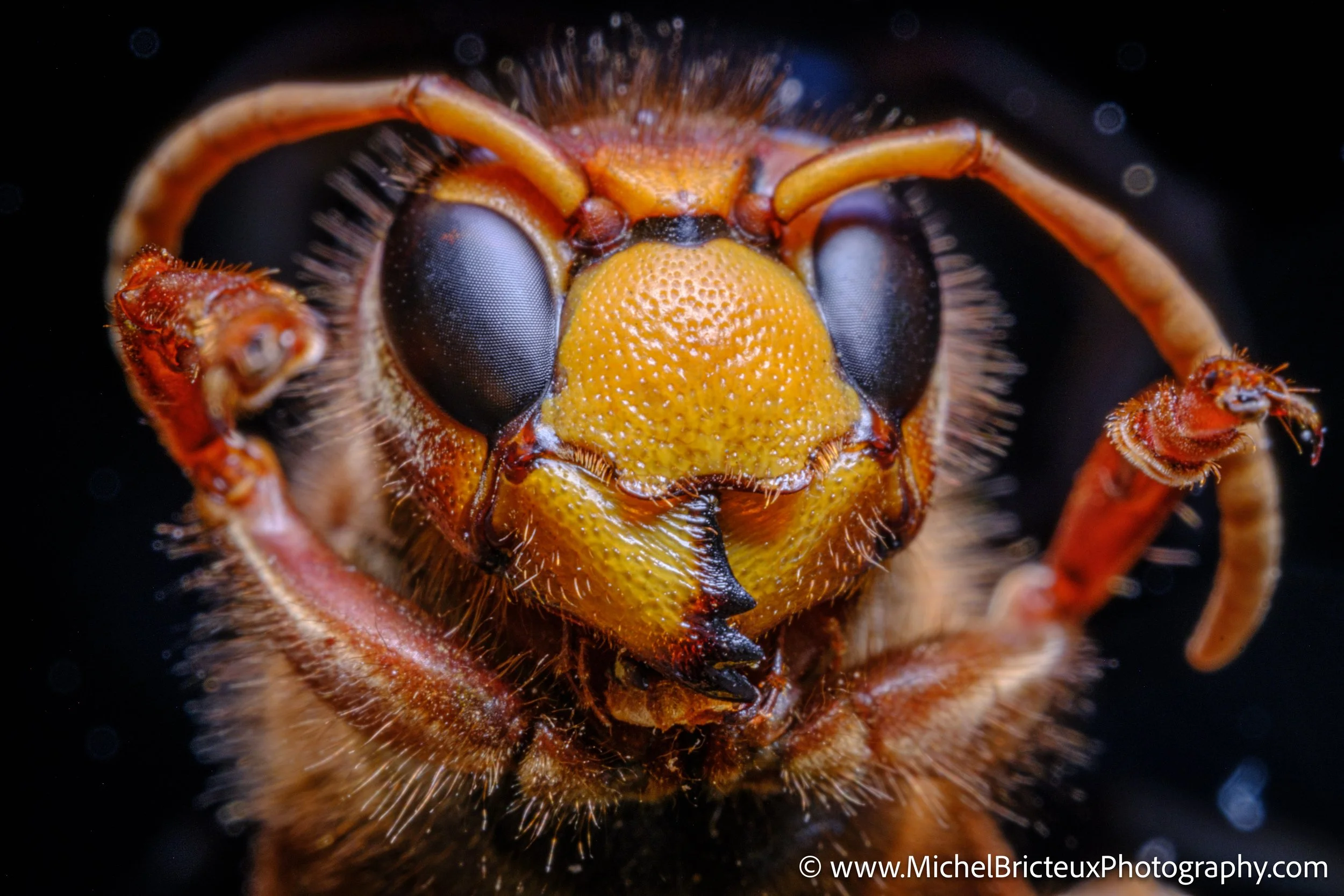 Insectes - guepe 7396 LowRes.jpg