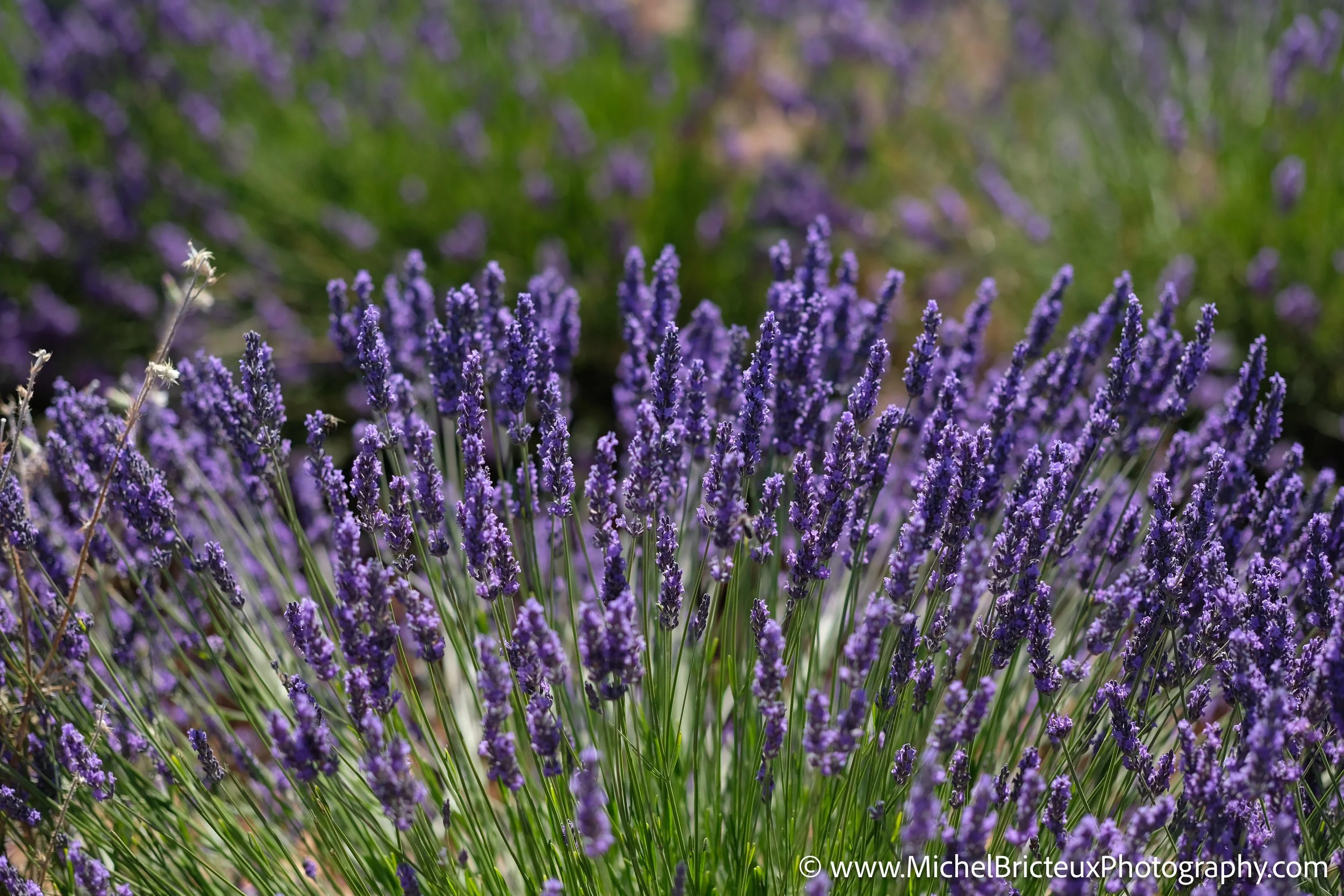 ES-Brihuega 2016 JPEG 0406 LowRes.jpg