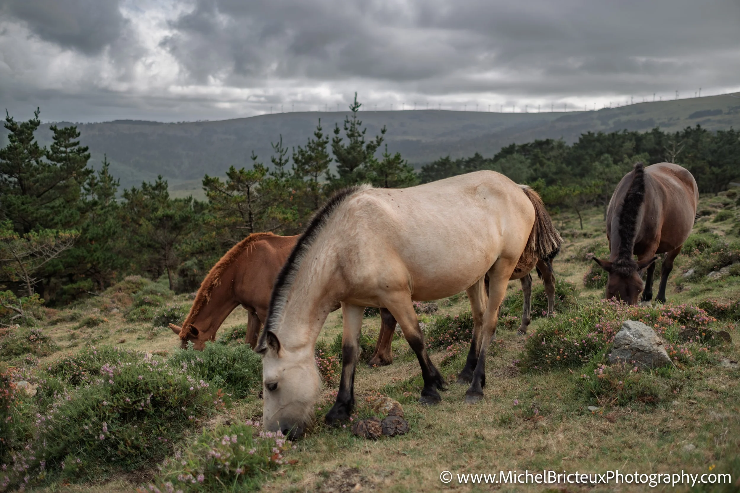 Los últimos caballos salvajes de la Serra da Groba