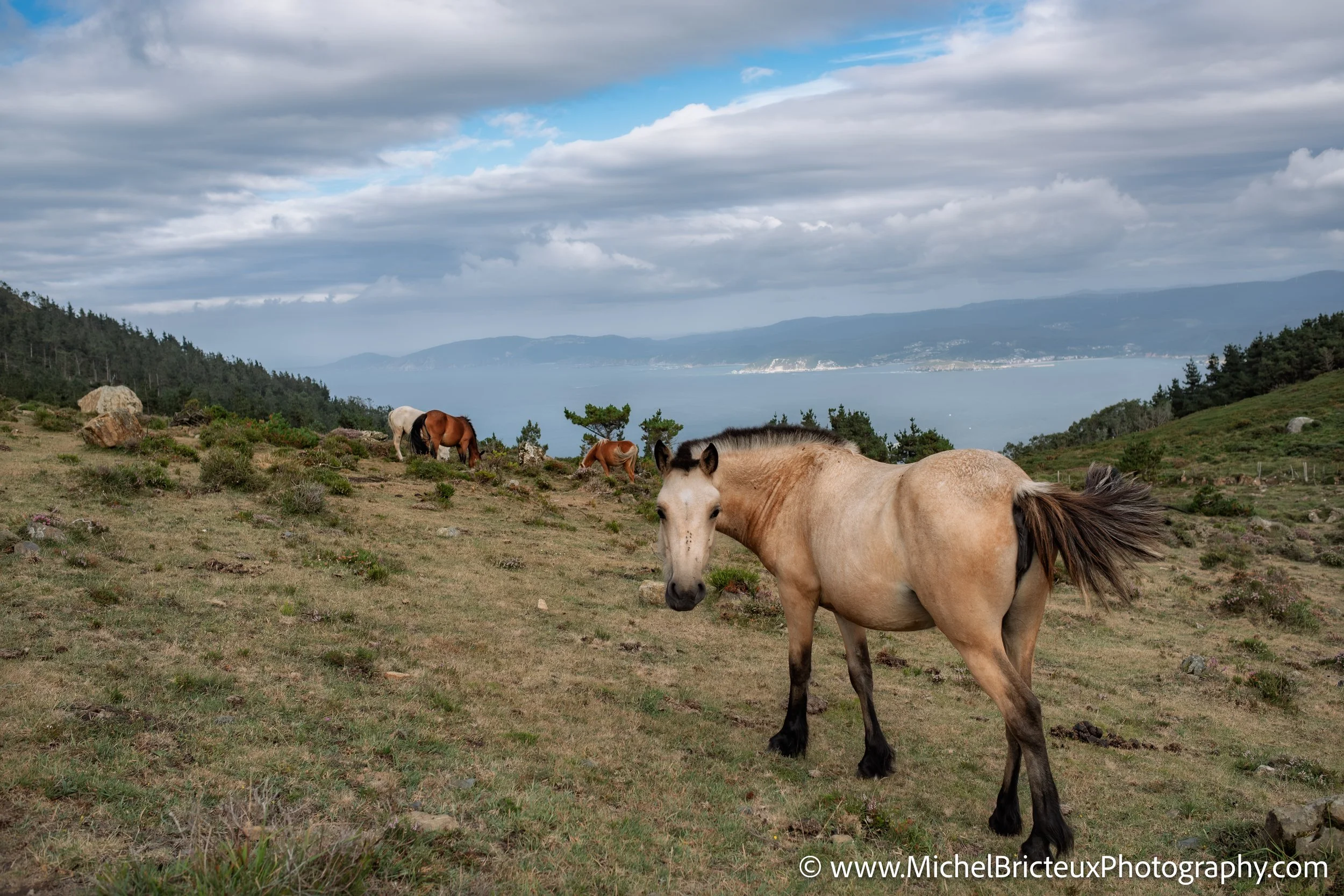 Los últimos caballos salvajes de la Serra da Groba