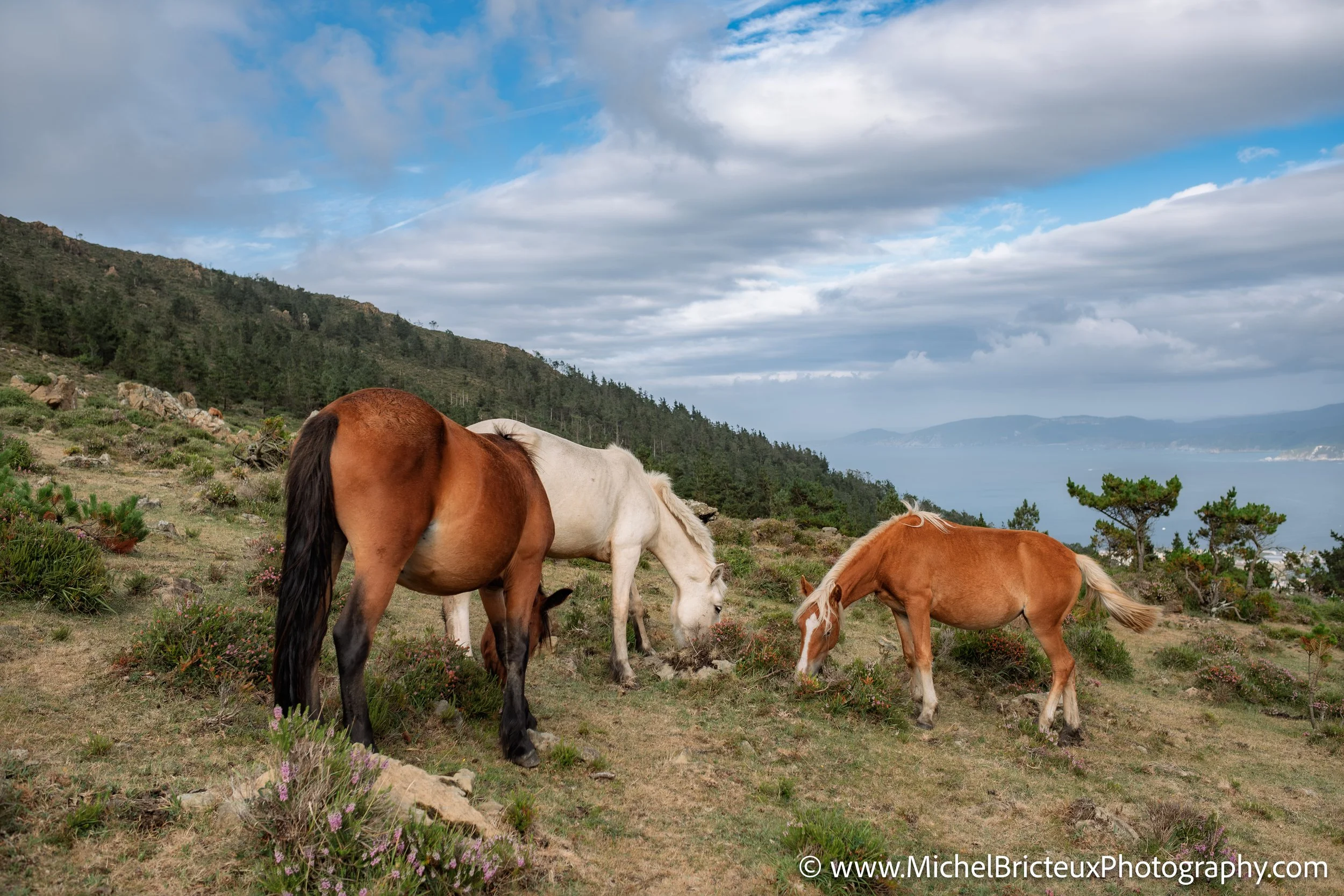 Los últimos caballos salvajes de la Serra da Groba