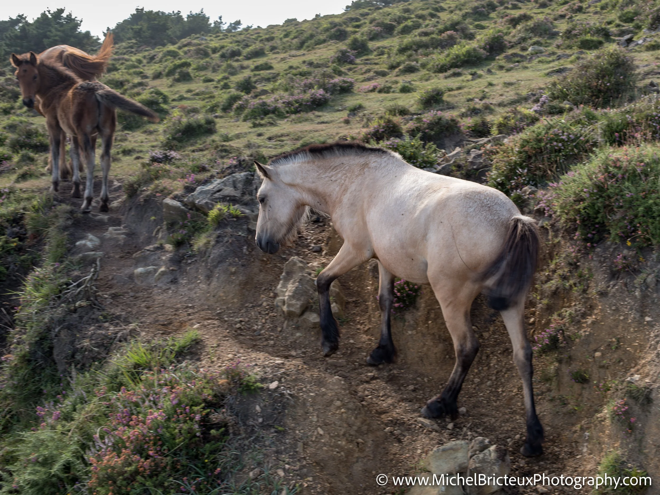 Los últimos caballos salvajes de la Serra da Groba