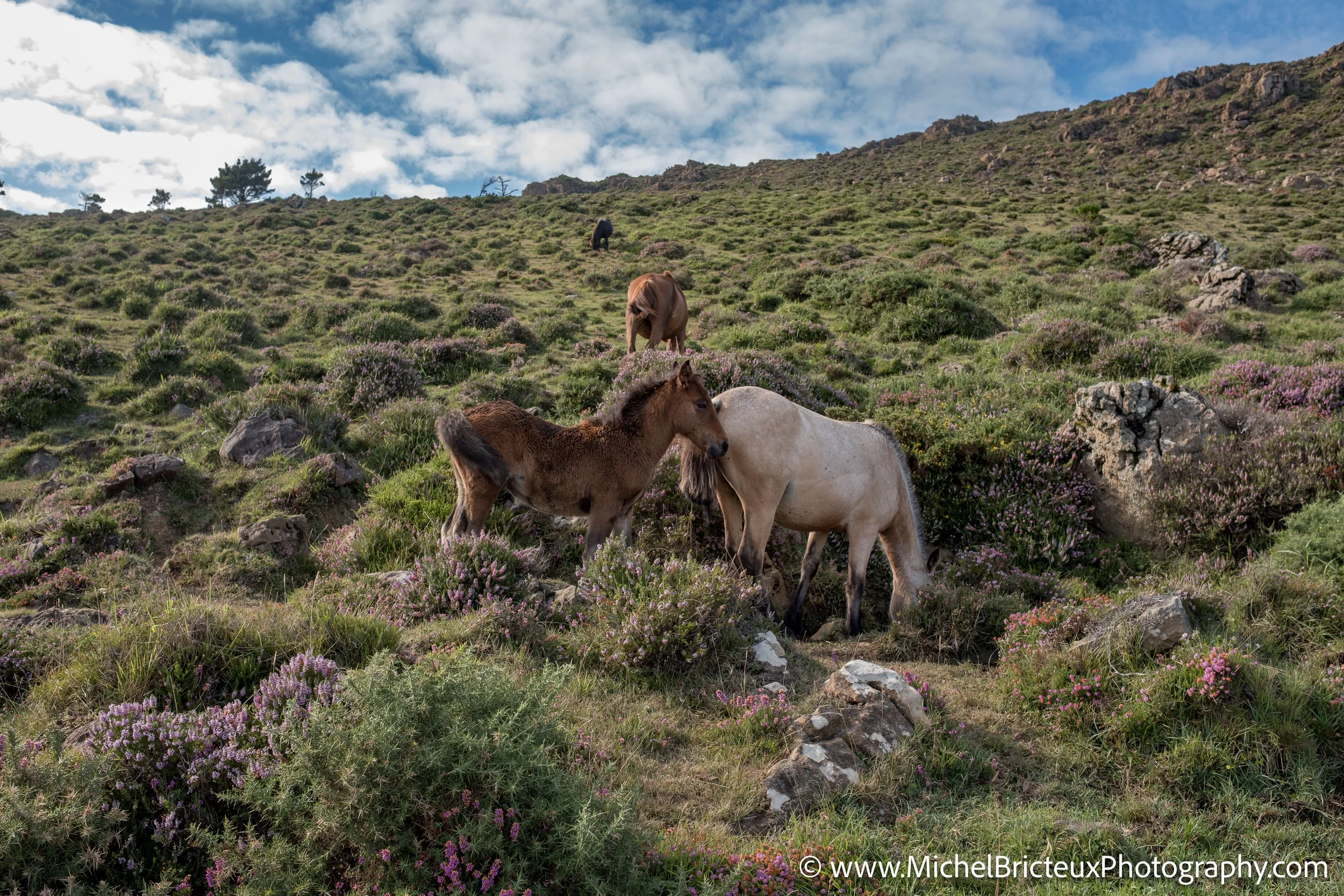 Los últimos caballos salvajes de la Serra da Groba
