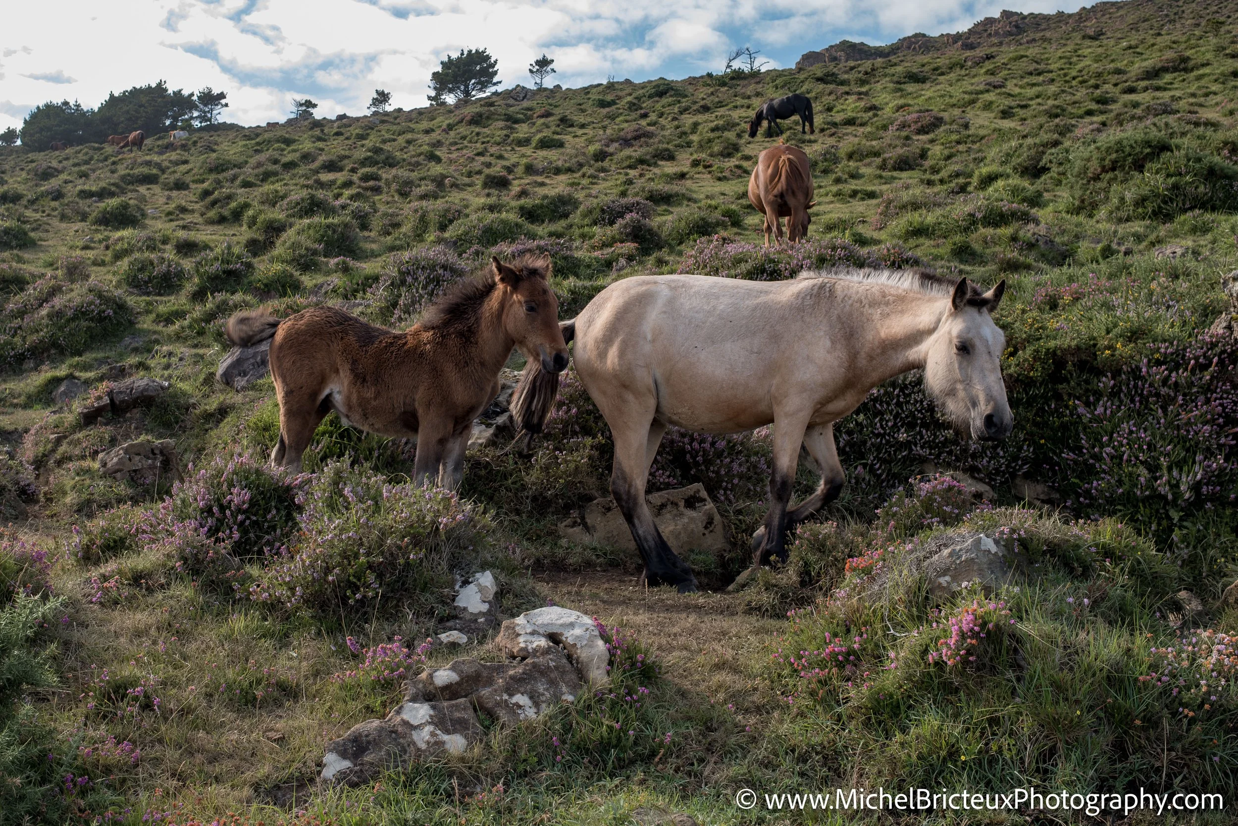 Los últimos caballos salvajes de la Serra da Groba