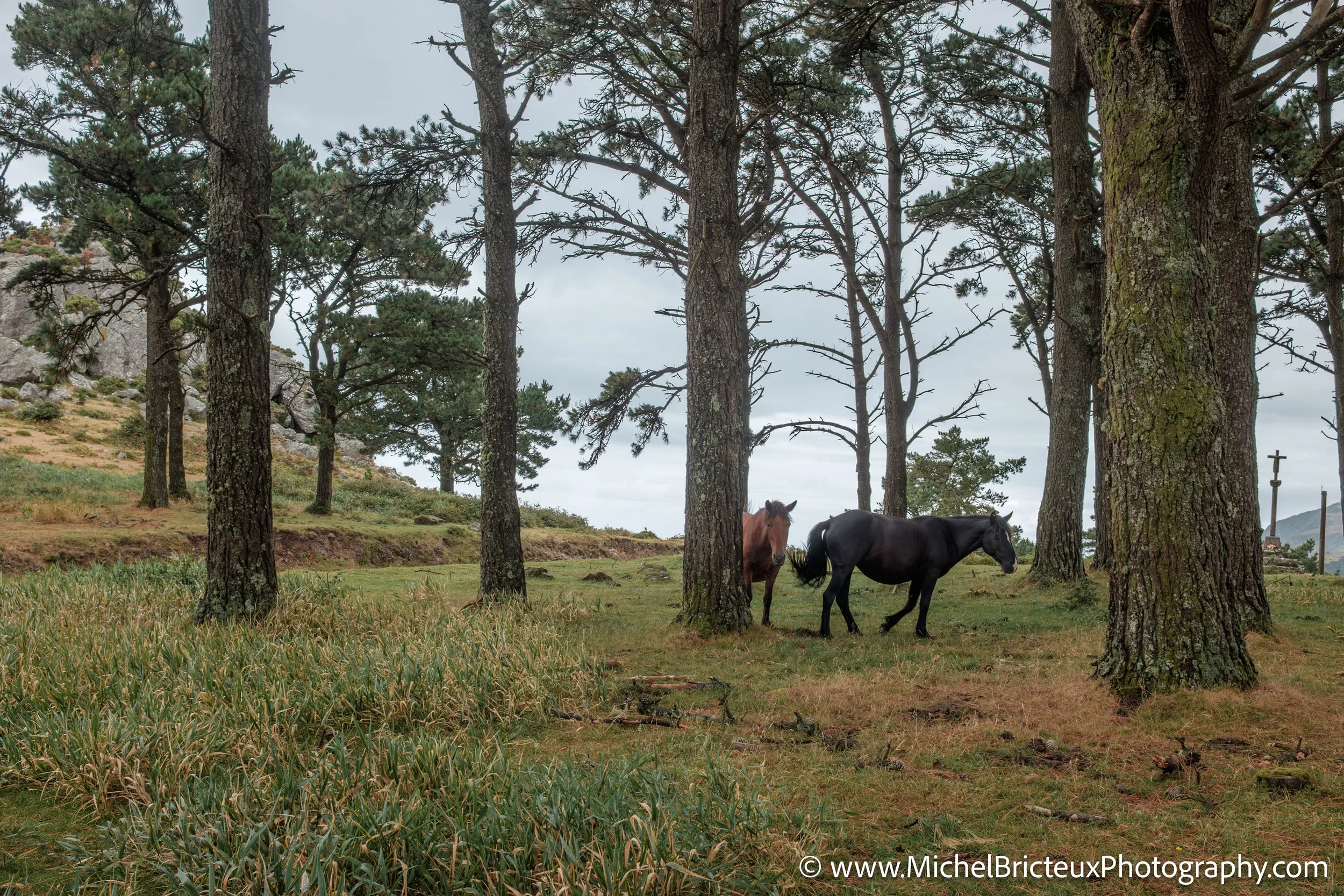 Los últimos caballos salvajes de la Serra da Groba