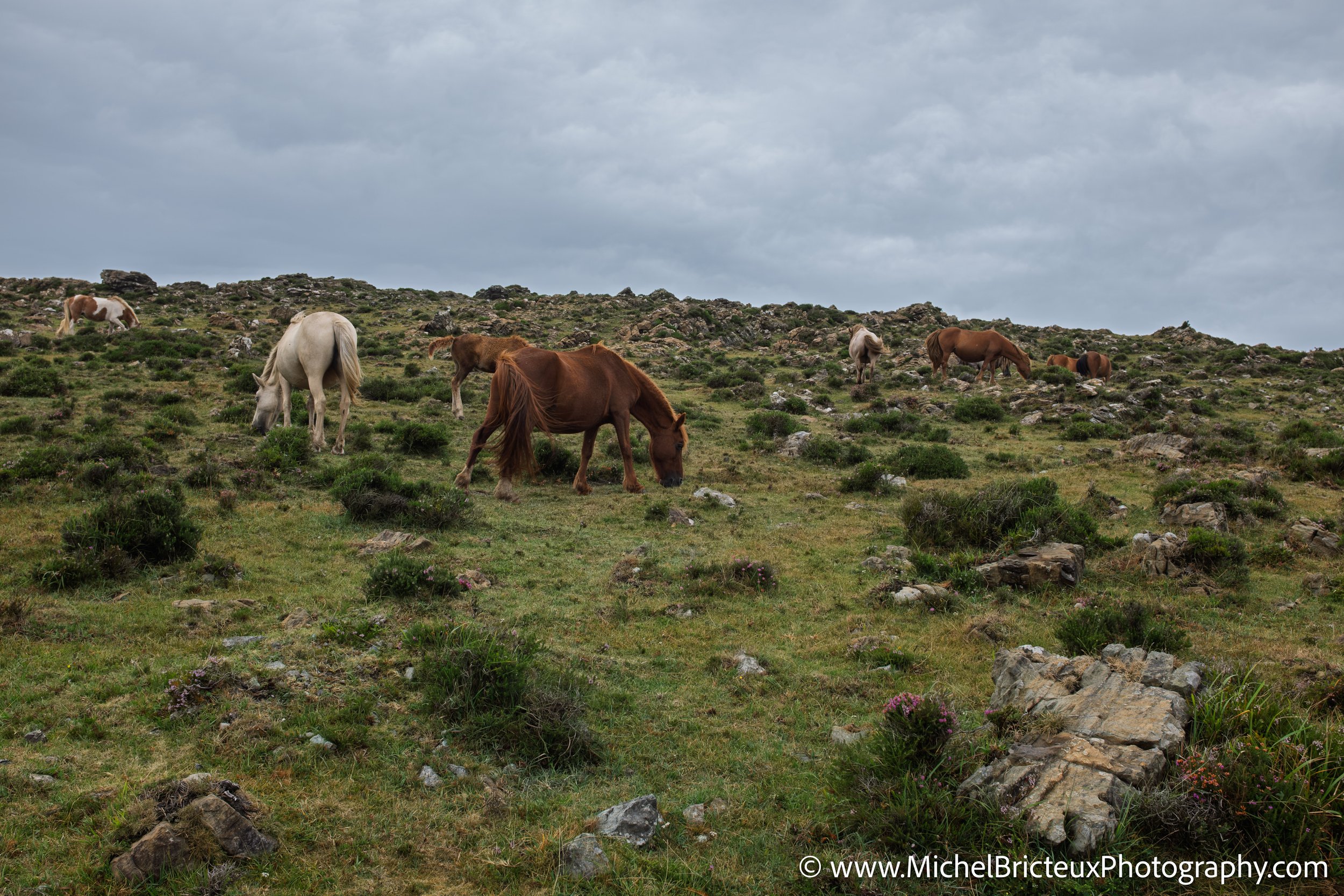 Los últimos caballos salvajes de la Serra da Groba