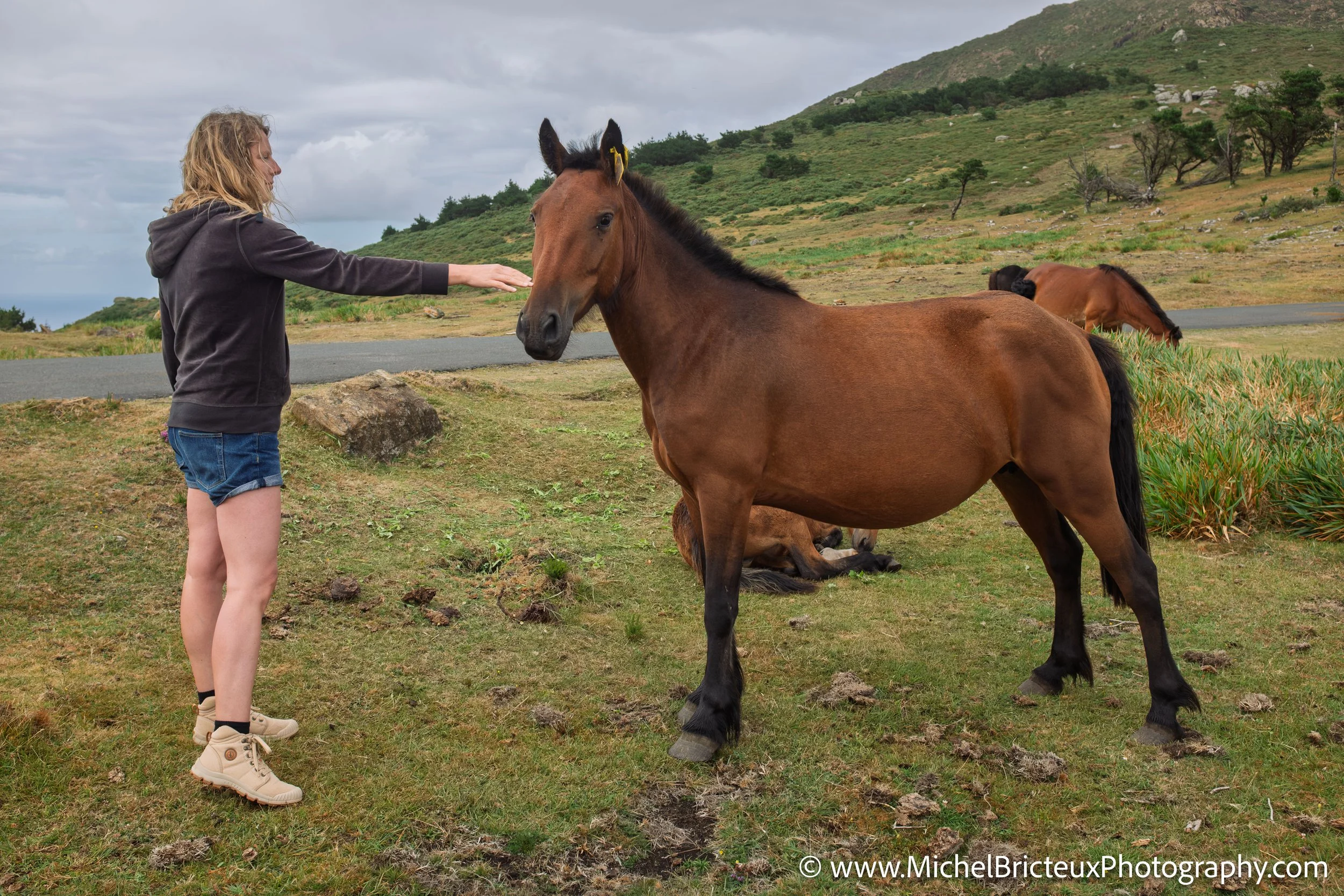 Los últimos caballos salvajes de la Serra da Groba