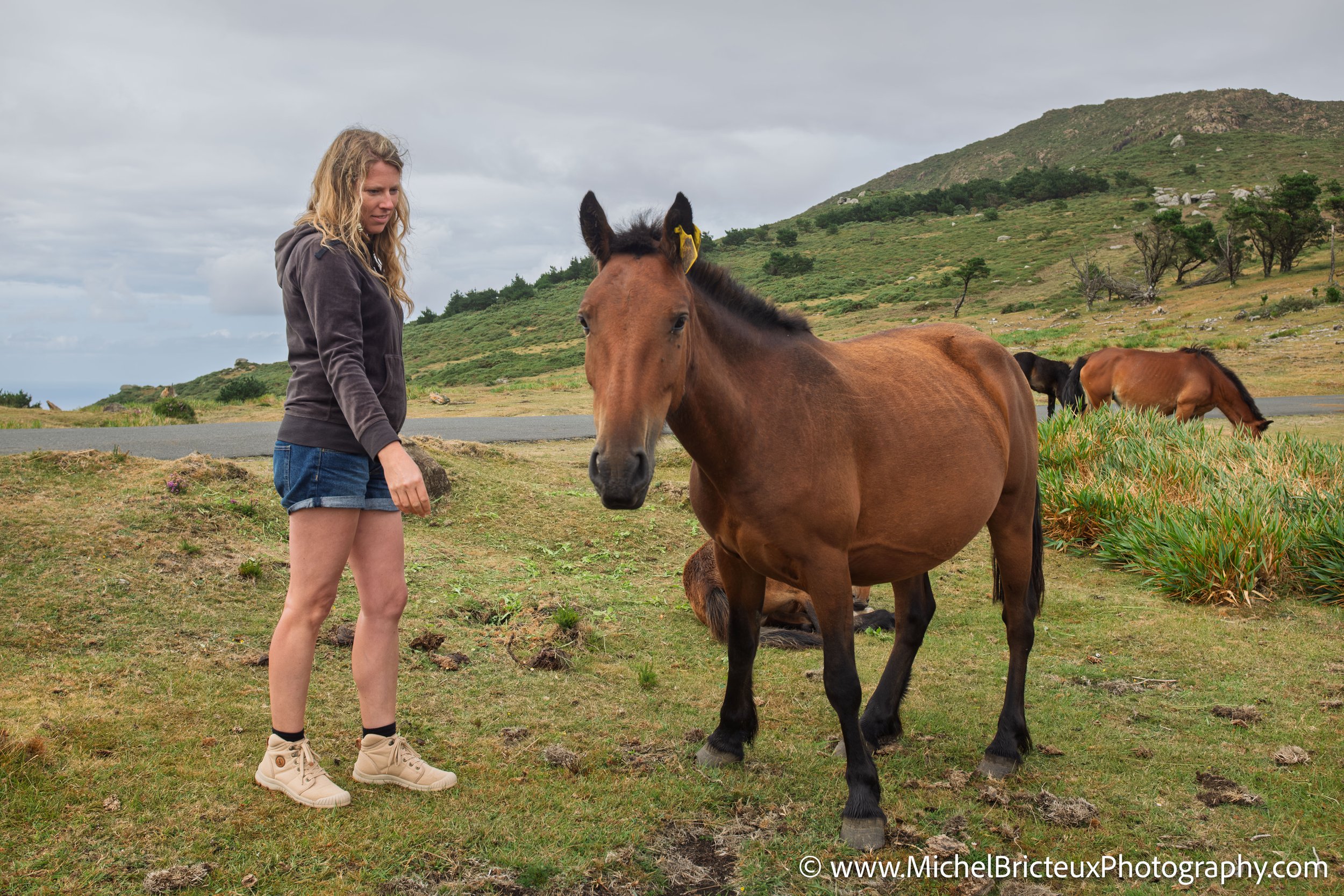 Los últimos caballos salvajes de la Serra da Groba