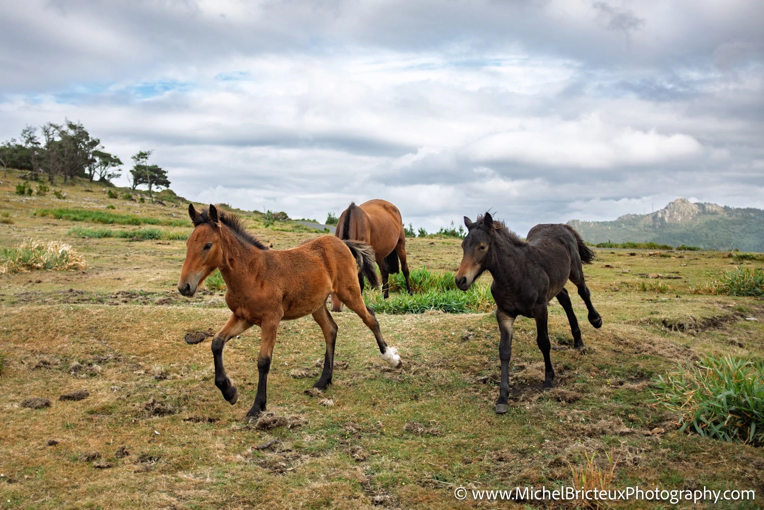 Los últimos caballos salvajes de la Serra da Groba