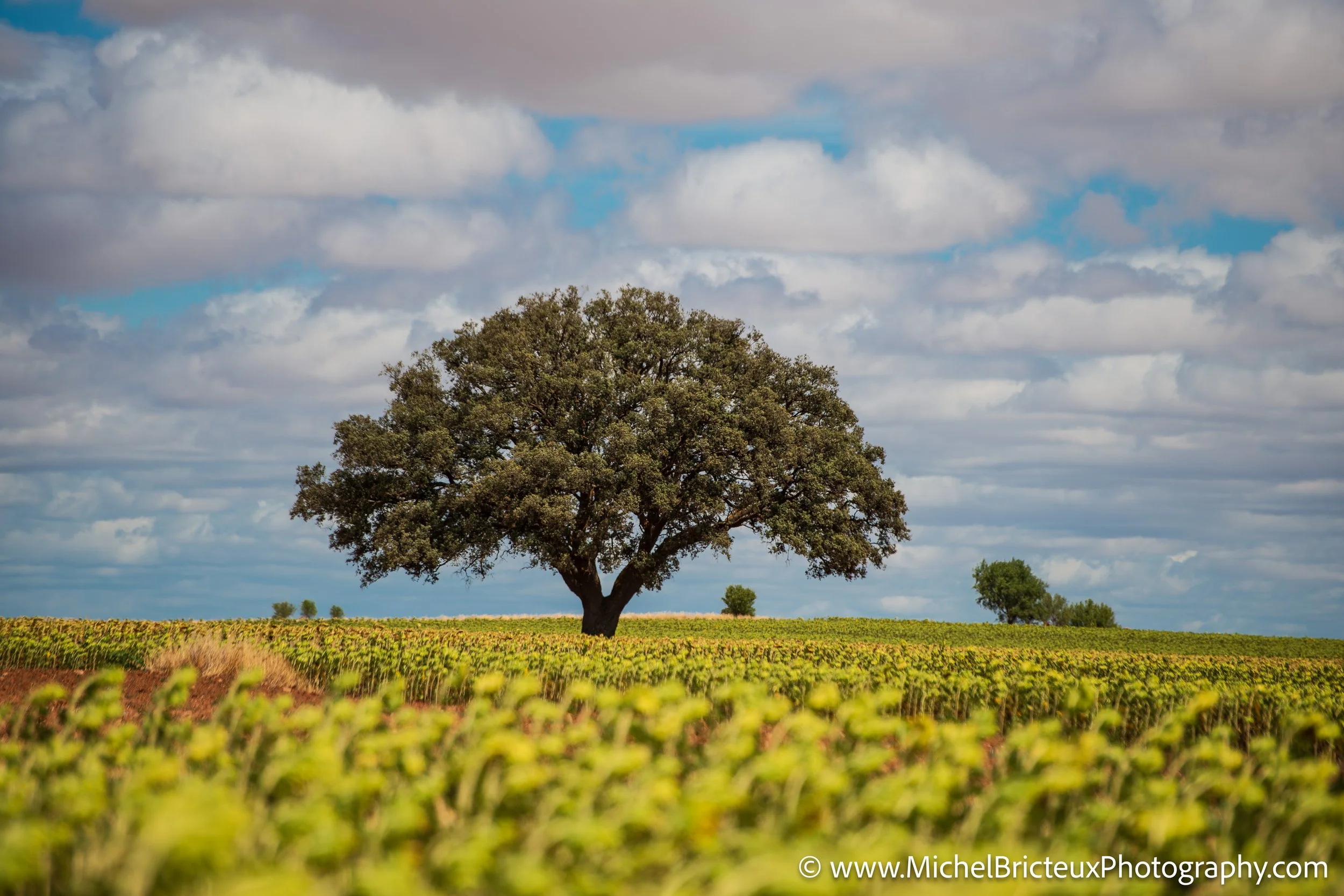 ES-Castilla-La Mancha 2012 9631 LowRes.jpg