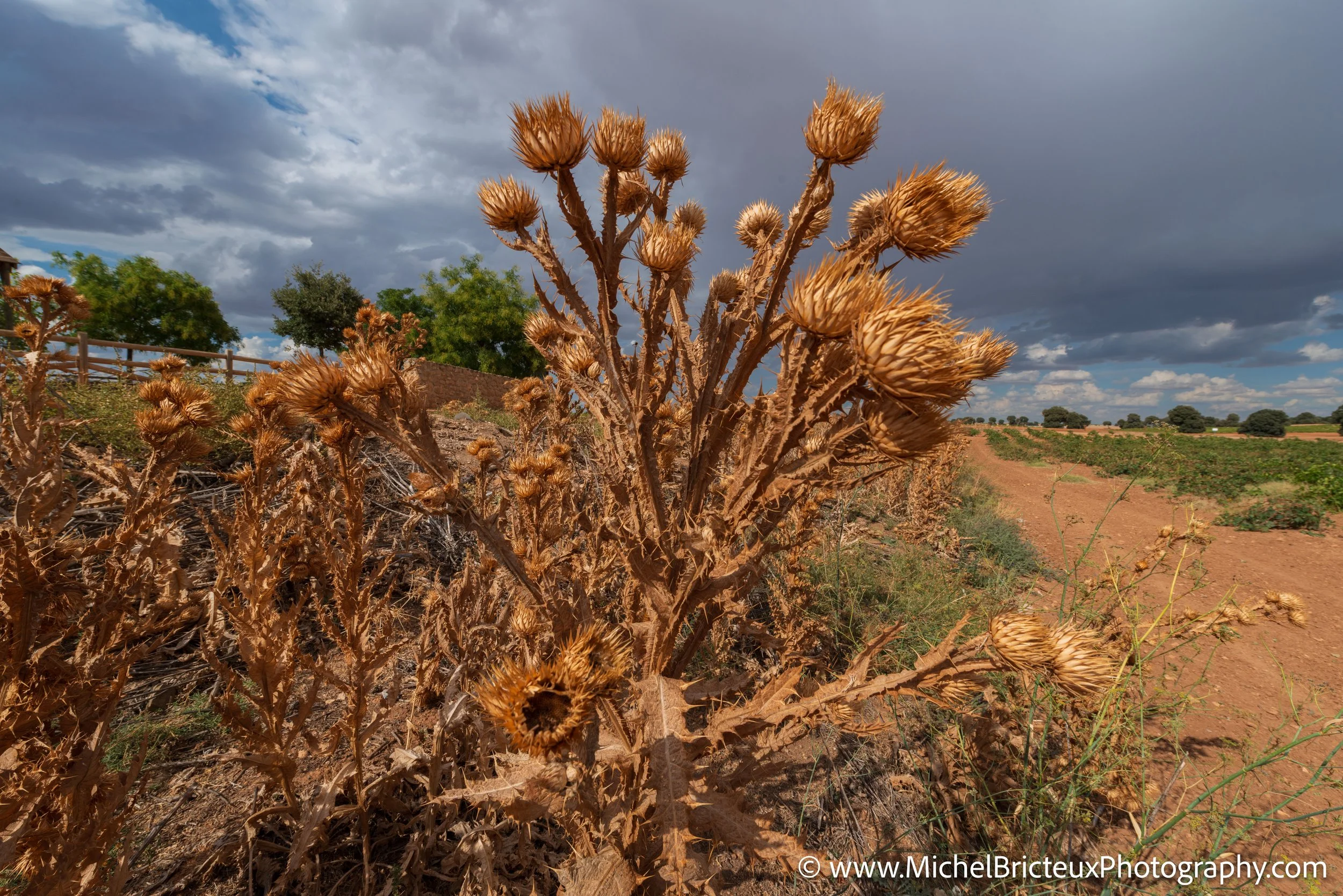 BE-Belgique 09-2014 9717 LowRes.jpg