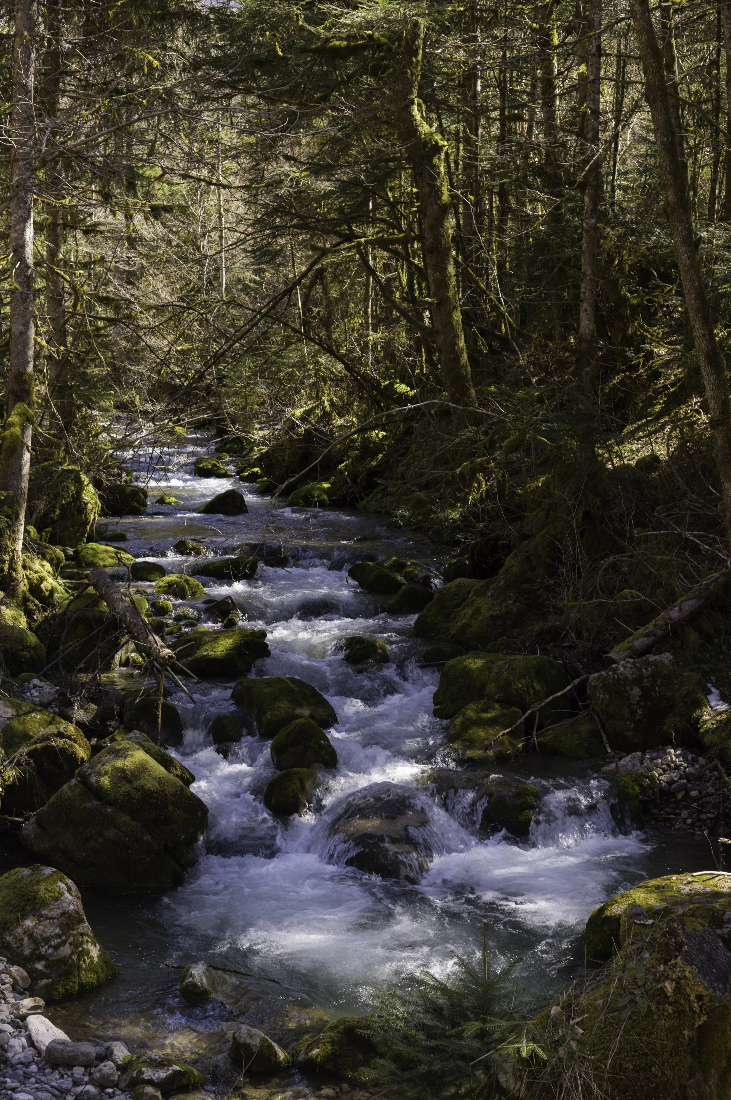FR-Chartreuse - Saint-Pierre-de-Chartreuse 1003284.jpg
