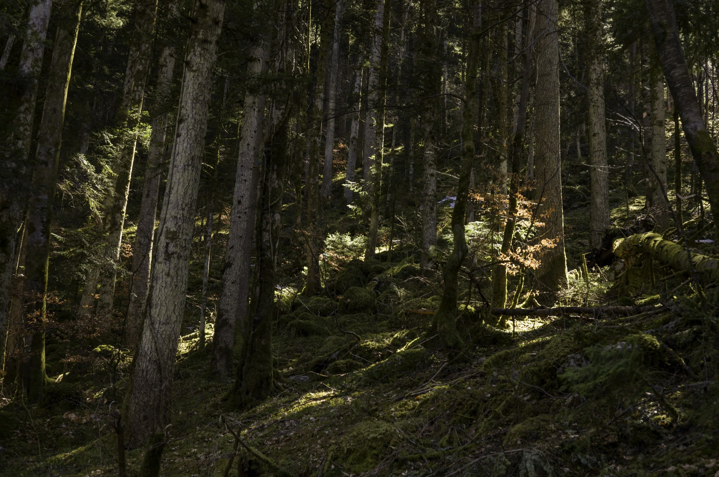 FR-Chartreuse - Saint-Pierre-de-Chartreuse 1003278.jpg