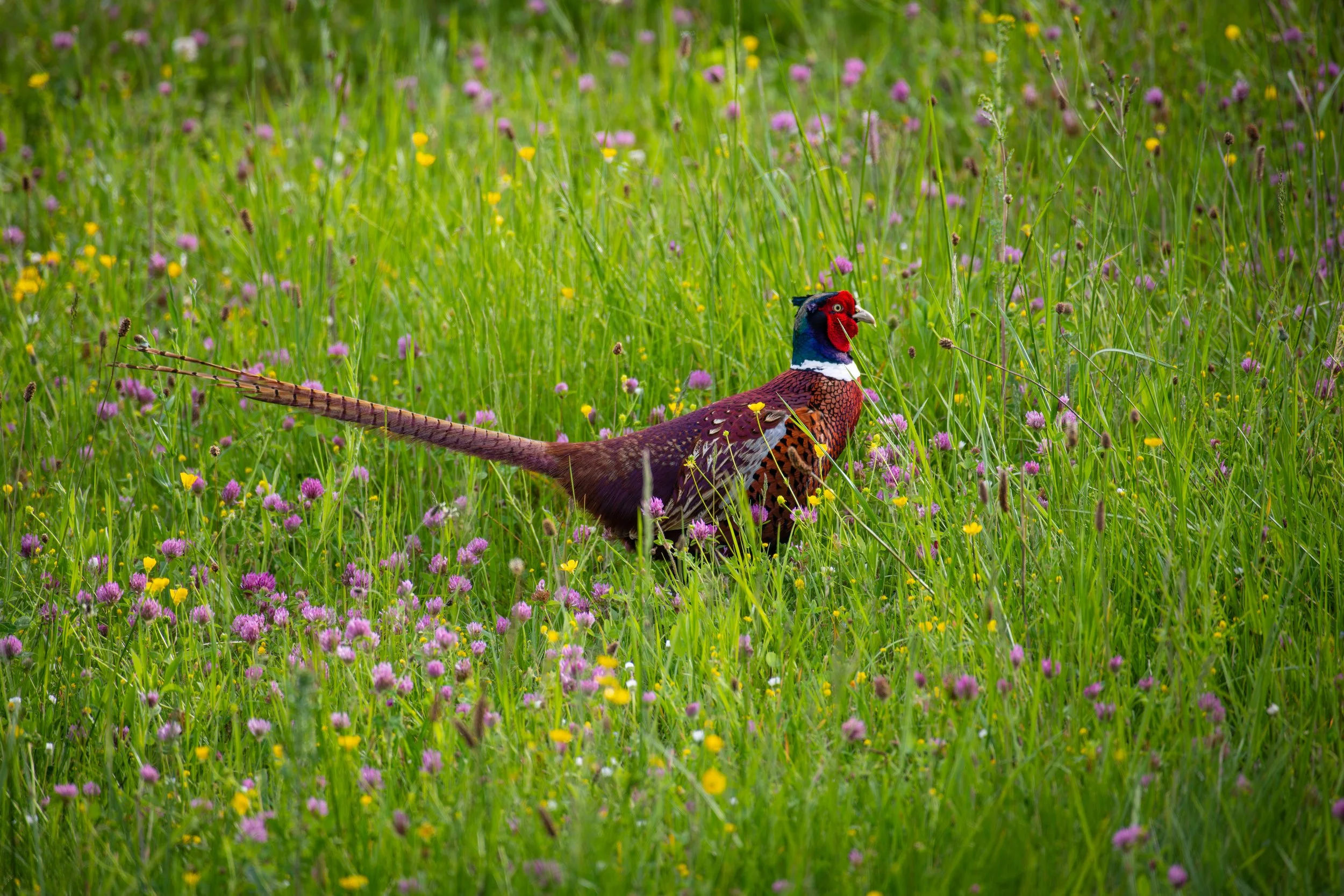 FR-Saint-Didier-au-Mont-d'Or - Coq faisan 0971 LowRes.jpg