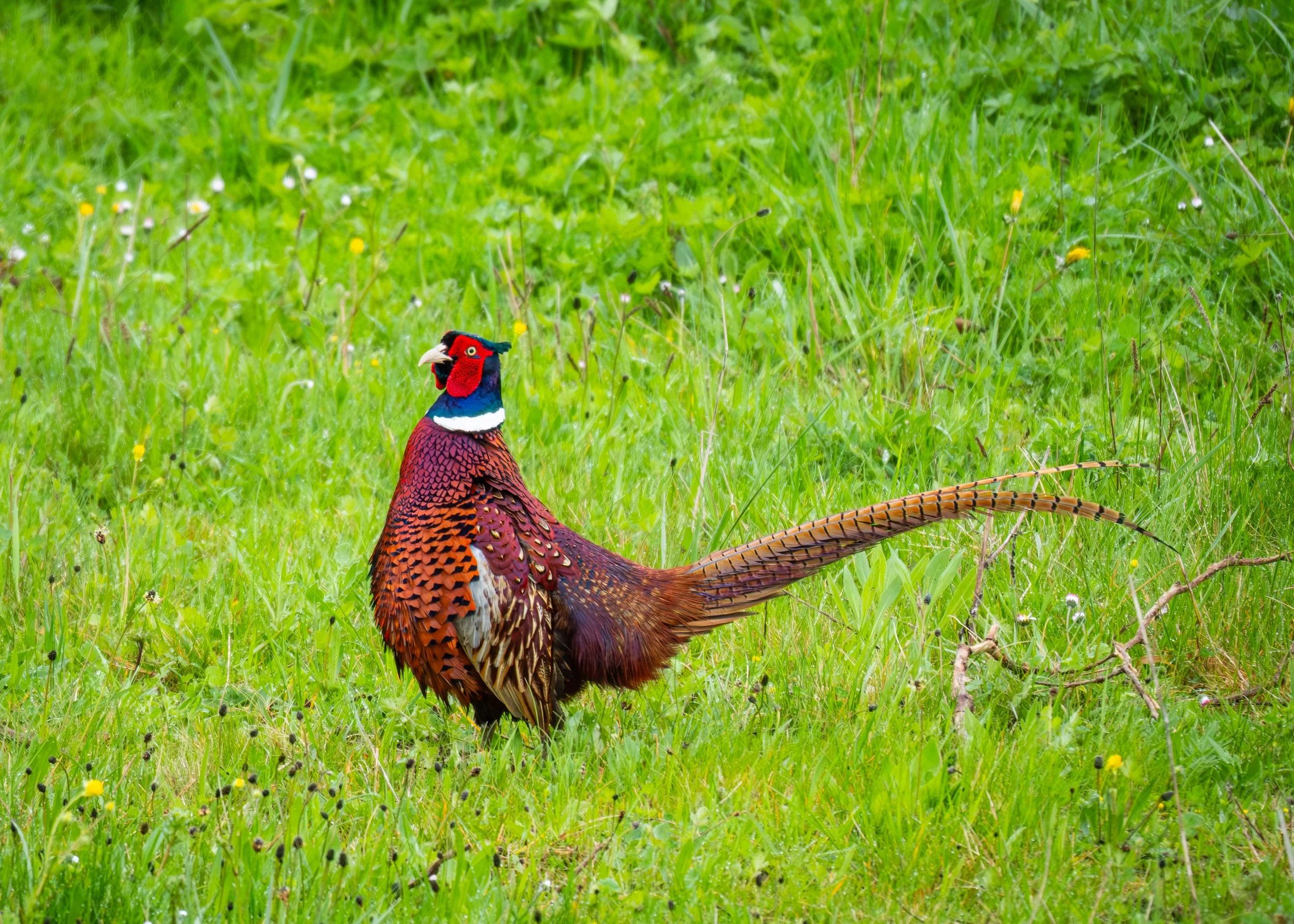 FR-Coq faisan 6319 LowRes.jpg