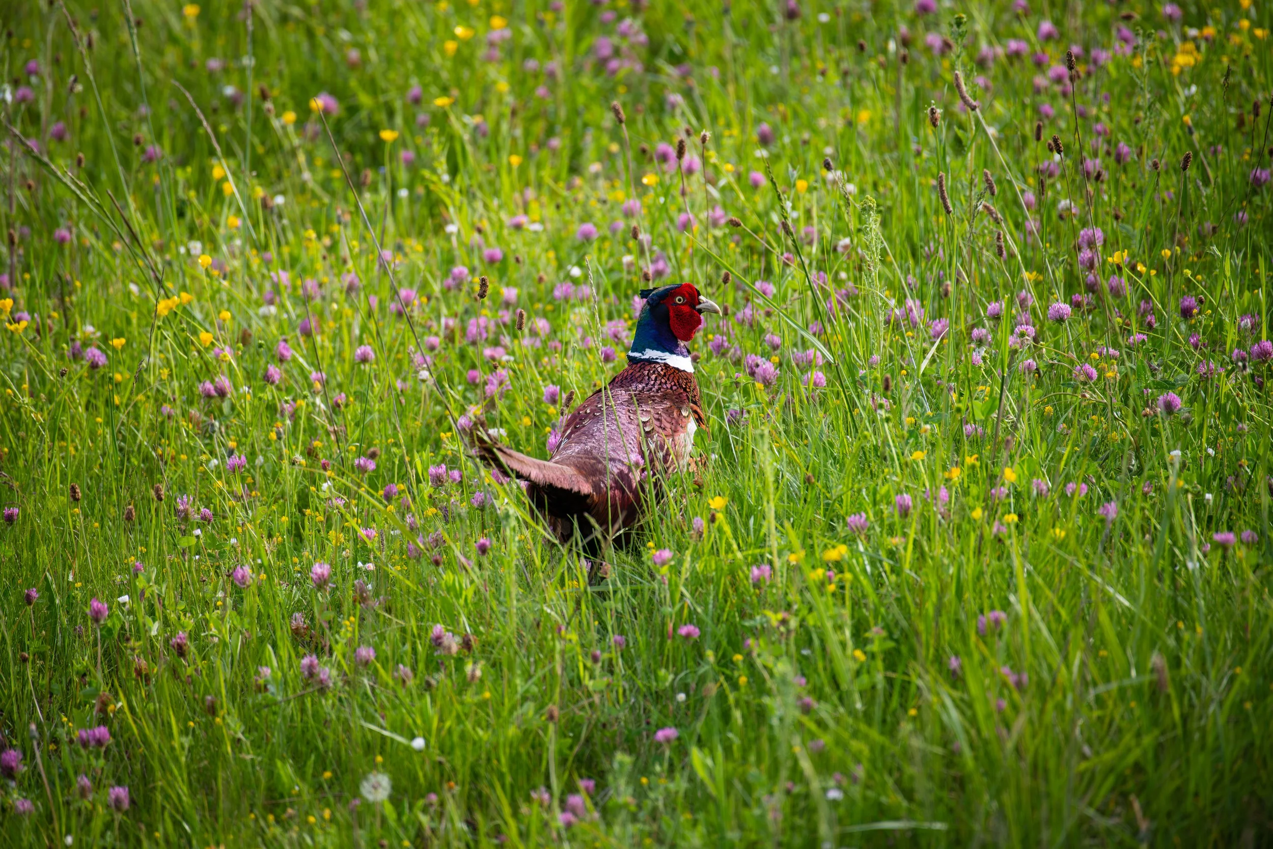 FR-Saint-Didier-au-Mont-d'Or - Coq faisan 0963 LowRes.jpg