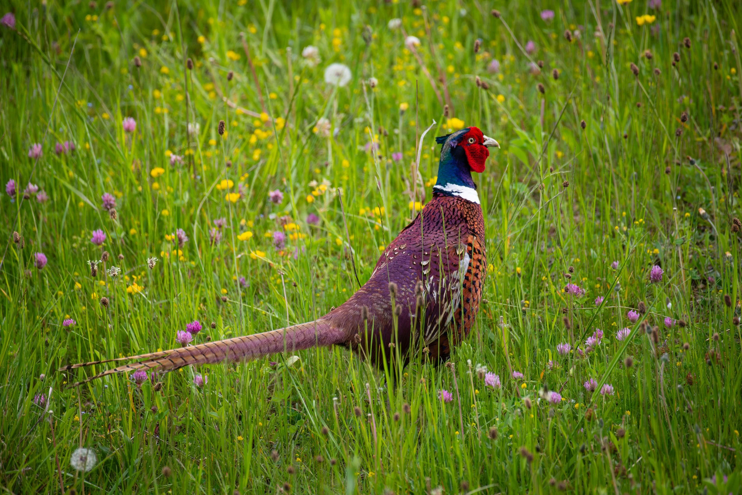FR-Saint-Didier-au-Mont-d'Or - Coq faisan 0939 LowRes.jpg
