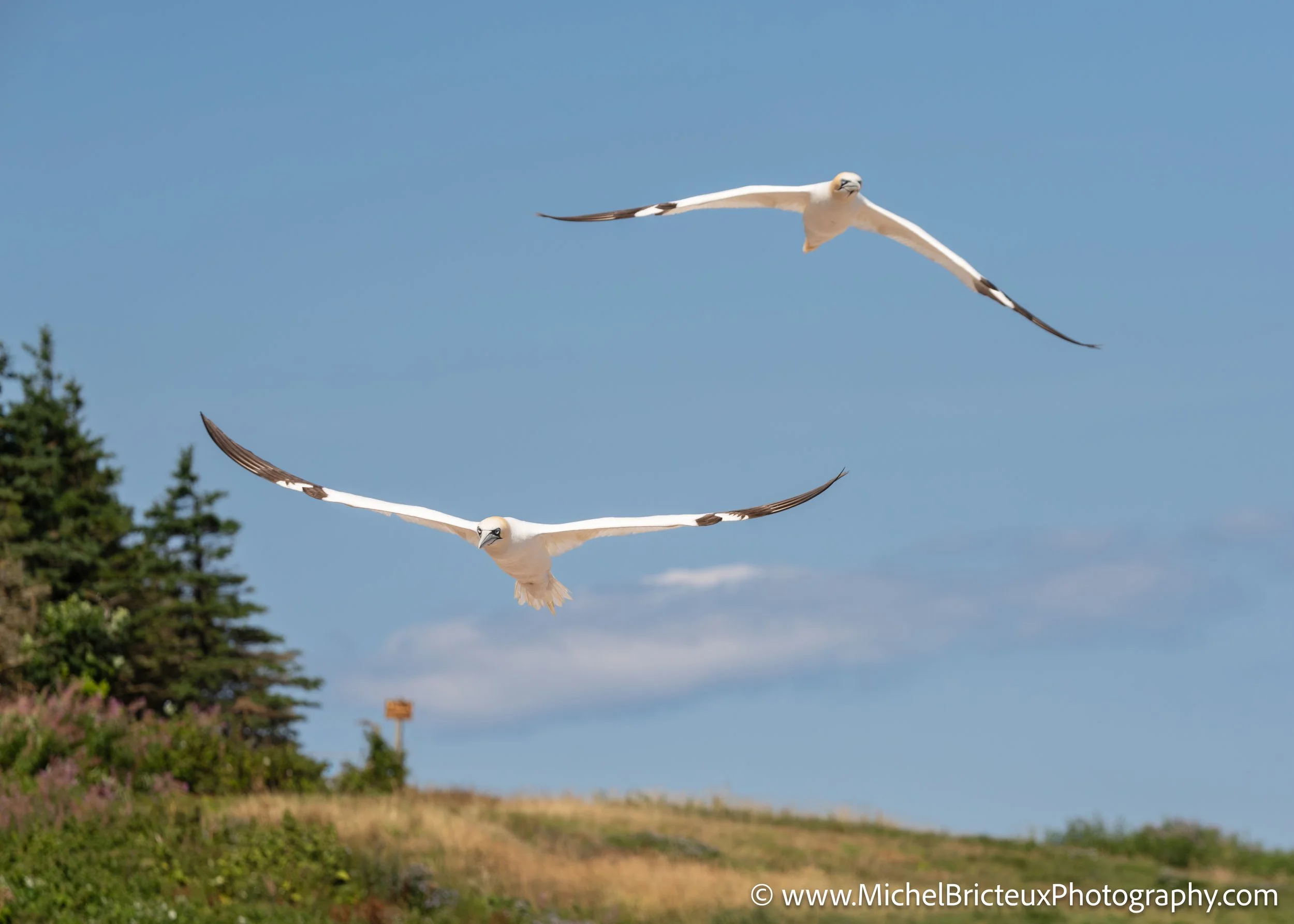CA-Gaspesie - New Brunswick - Nova scotia 2018 4501 LowRes.jpg