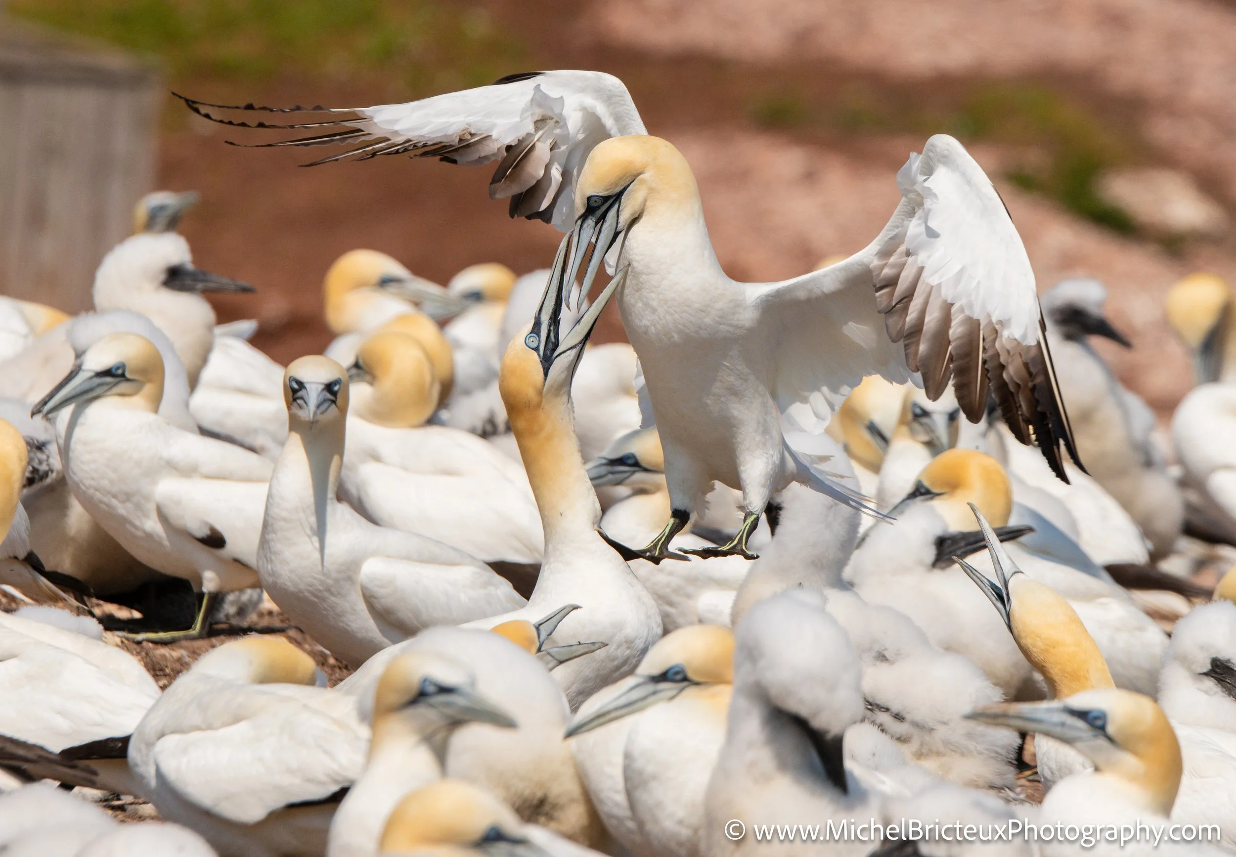 CA-Gaspesie - New Brunswick - Nova scotia 2018 4531-Enhanced LowRes.jpg